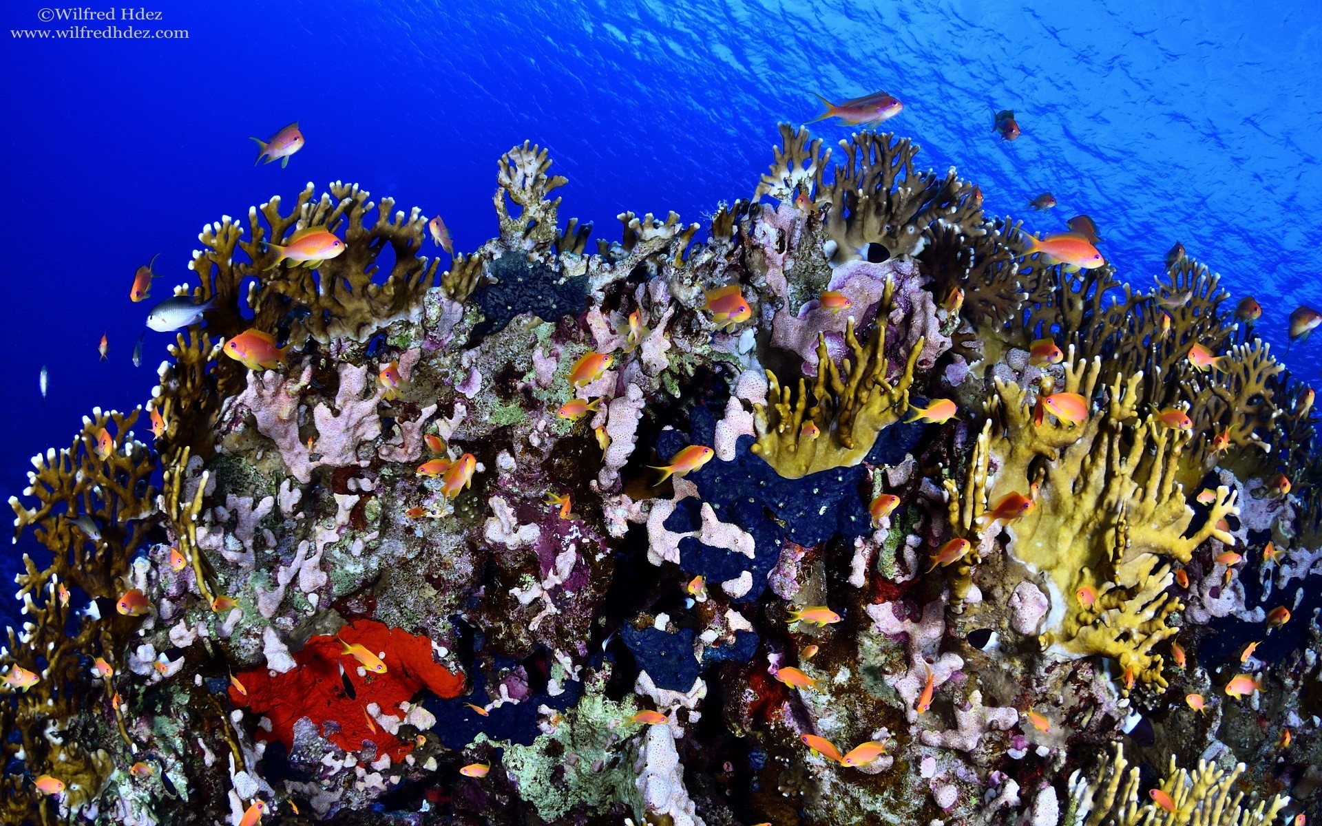 amphibians underwater coral reef fish sea tropical ocean nature water aquatic color saltwater exotic diving marine scuba