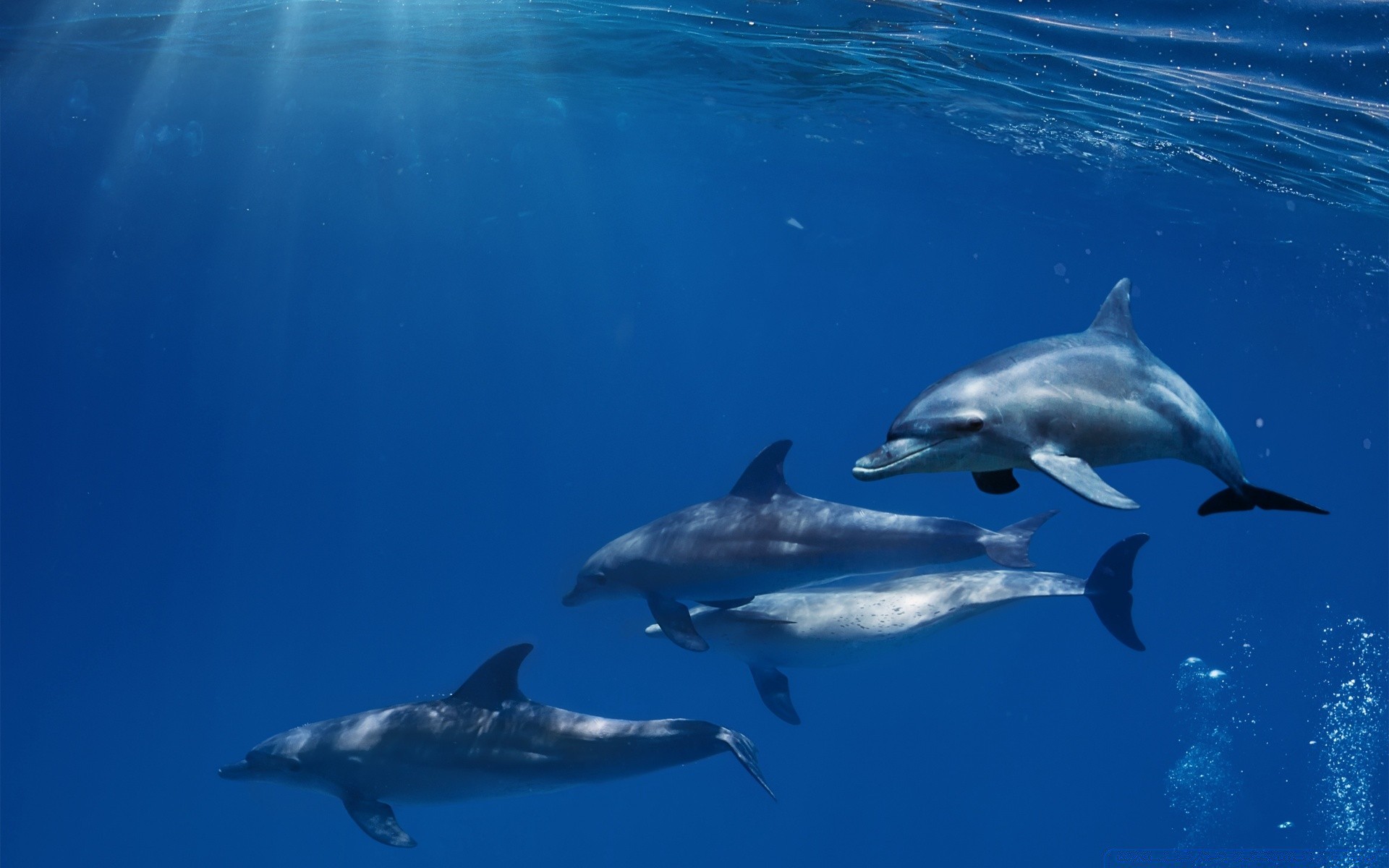 amphibians blower dolphin whale underwater swimming water shark fish fin wildlife diving ocean mammal nature outdoors sea