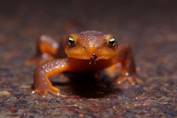 Amphibious amphibians in the wild