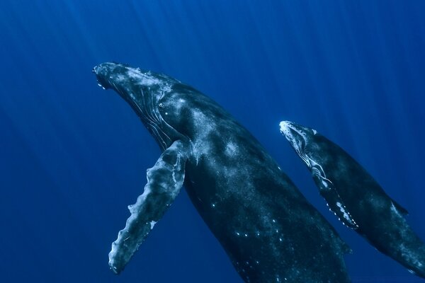 The whale family. Mom and kitenok