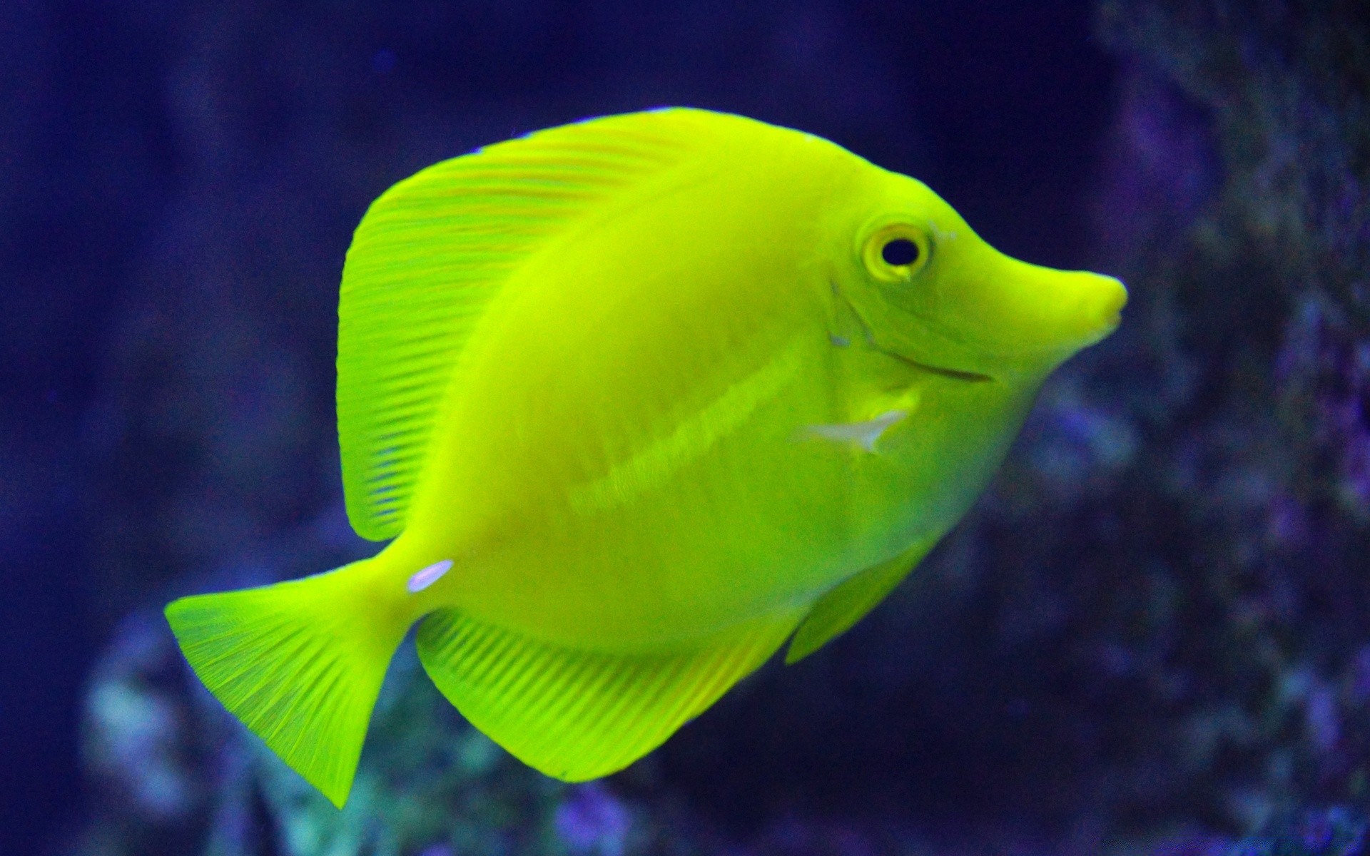 amphibians underwater fish water tropical nature ocean sea aquarium coral one