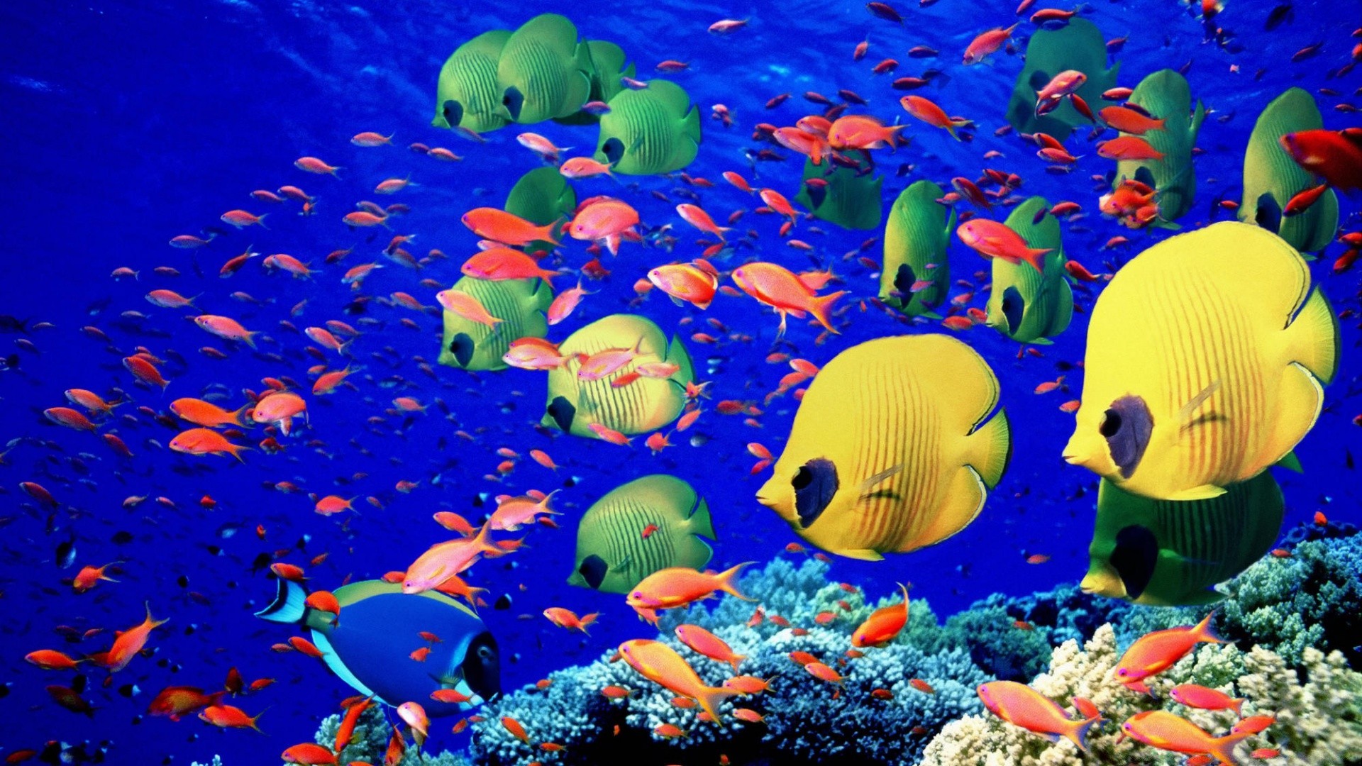 amphibians underwater aquarium fish swimming water coral ocean reef diving sea marine tropical aquatic jellyfish deep goldfish scuba