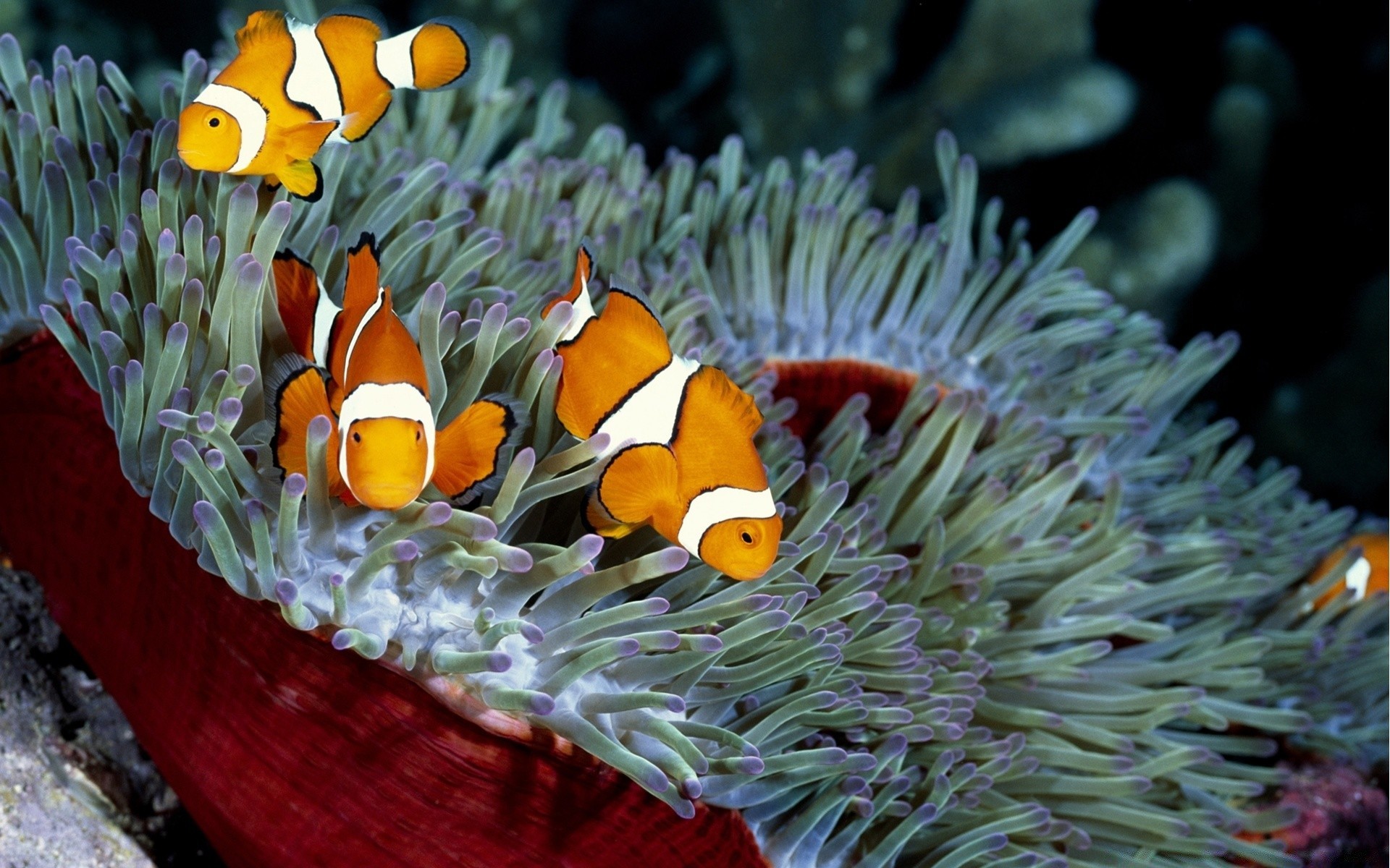 amphibians underwater fish coral invertebrate anemone reef nature wildlife tropical ocean sea diving aquarium aquatic color water marine animal