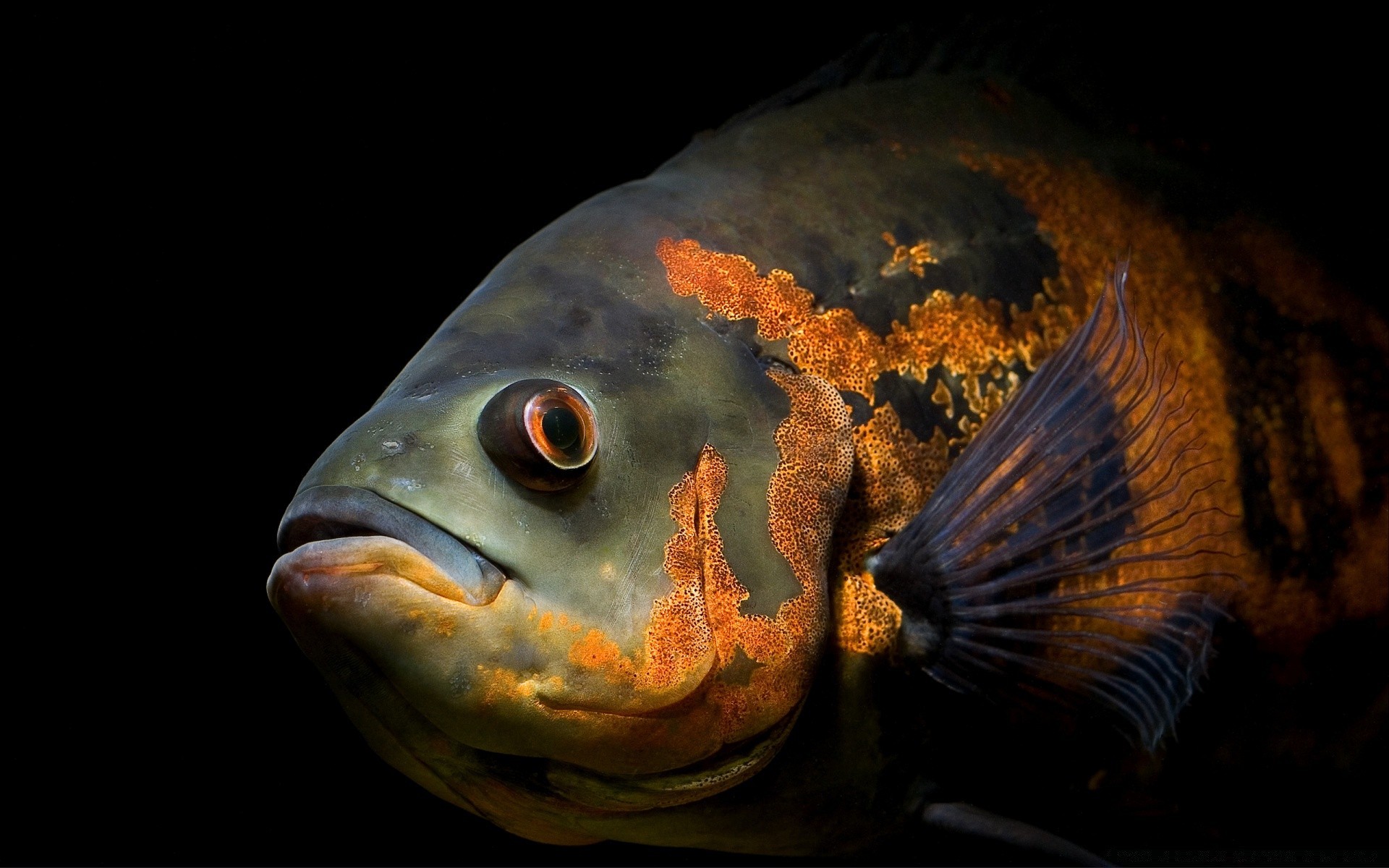 amphibians fish underwater aquarium swimming carp ocean seafood nature one sea fin goldfish invertebrate water freshwater