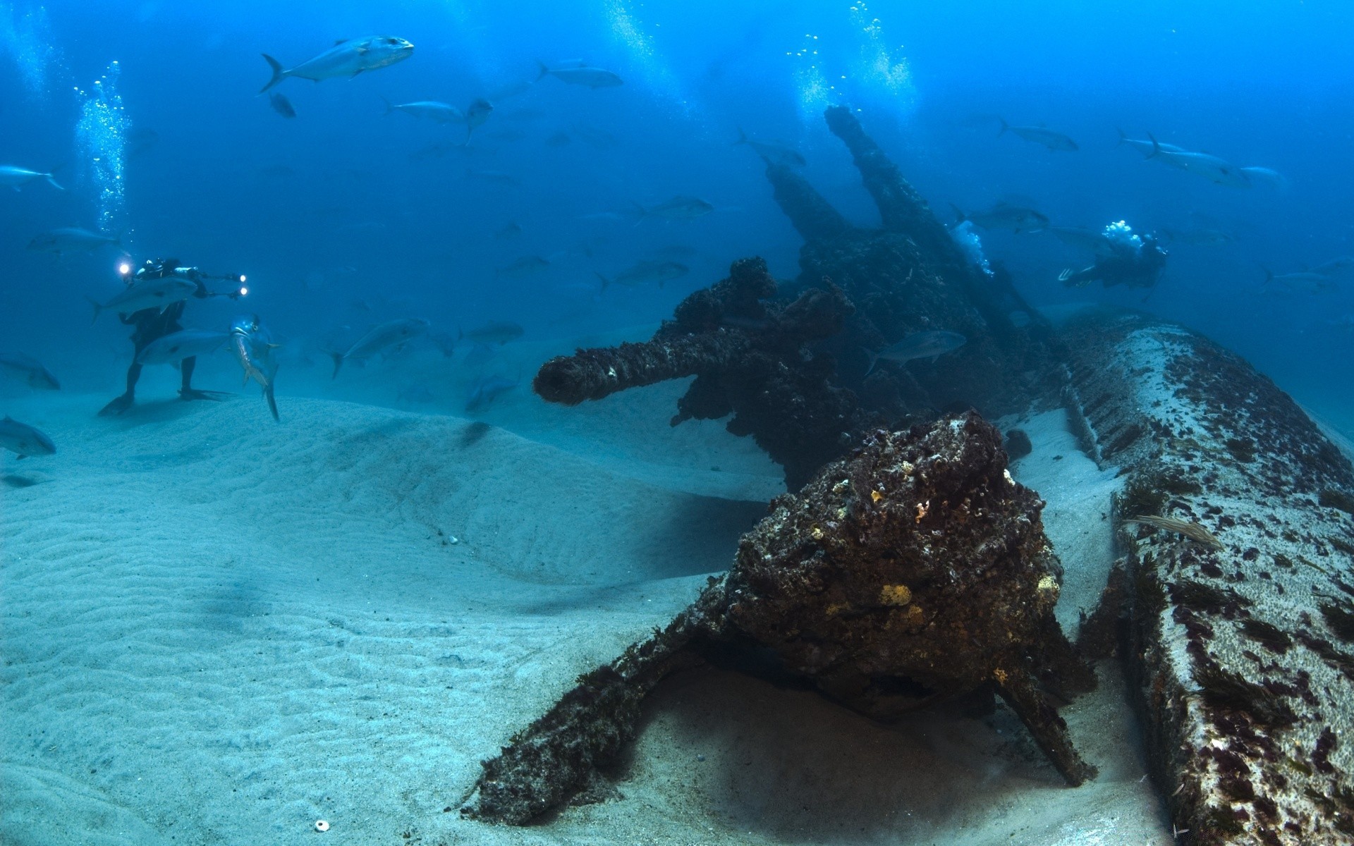 amphibians underwater water sports ocean water fish sea shipwreck invertebrate reef submarine swimming travel calamity coral exploration wreckage environment scuba