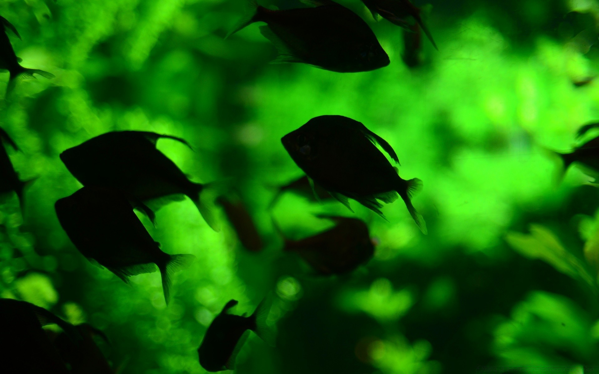 amphibians nature underwater water fish leaf aquarium backlit wildlife desktop