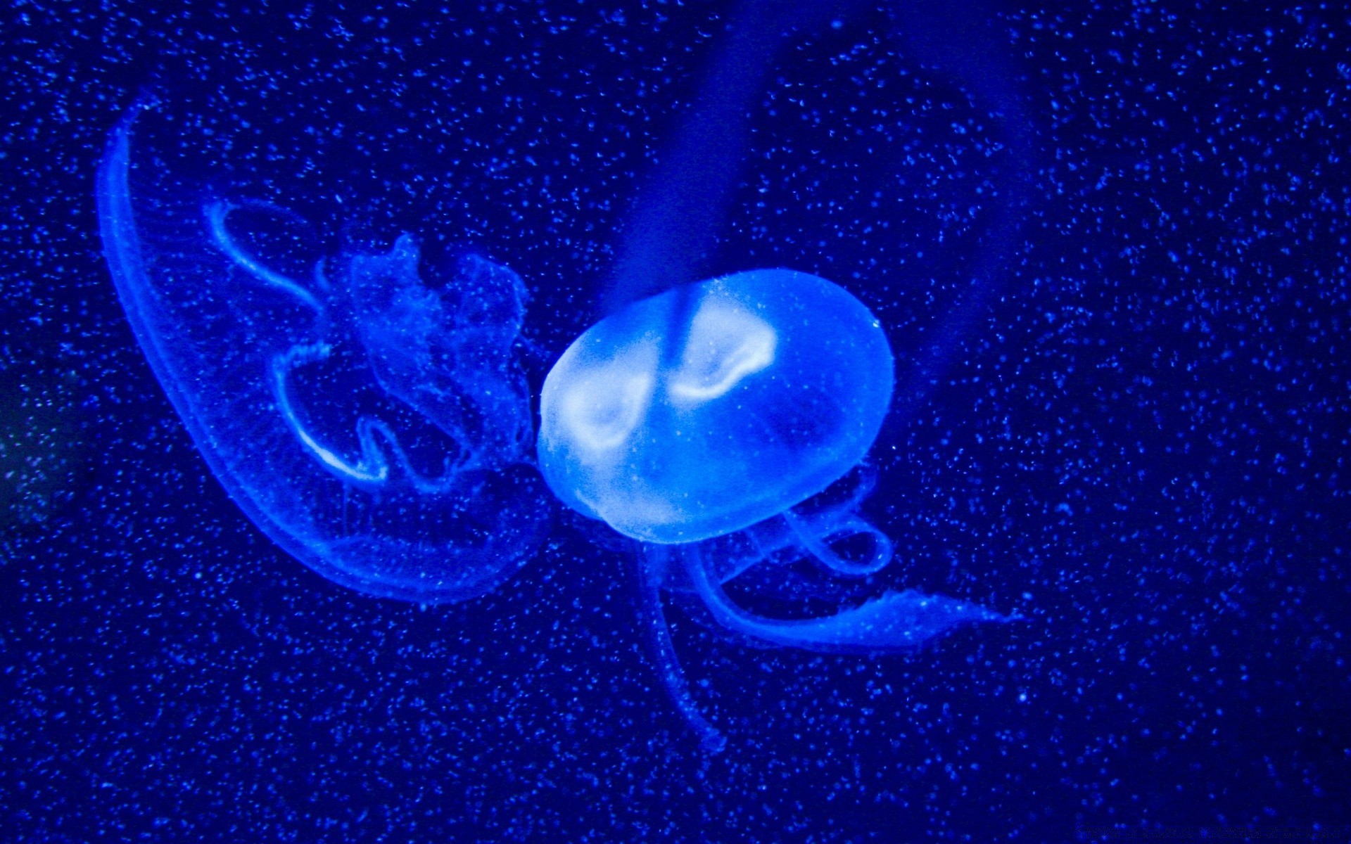 amphibians underwater jellyfish desktop science deep swimming nature space moon dark invertebrate water
