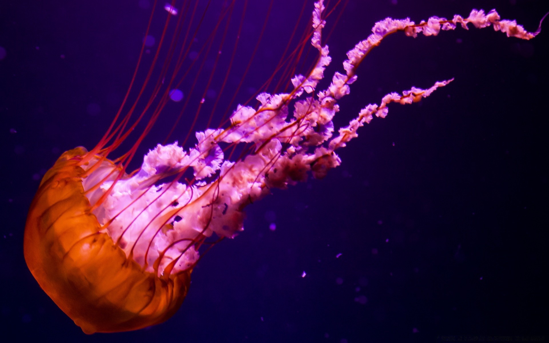 amphibians underwater invertebrate motion jellyfish fish desktop festival
