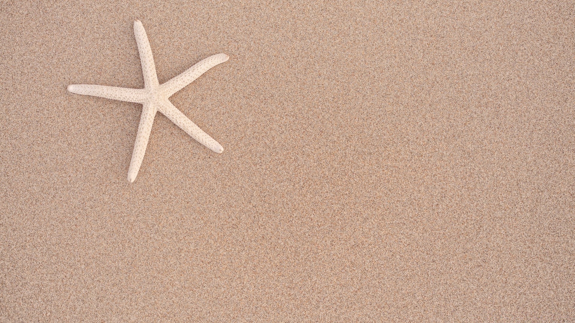 amphibians starfish sand beach seashore echinoderm seashell shell empty travel