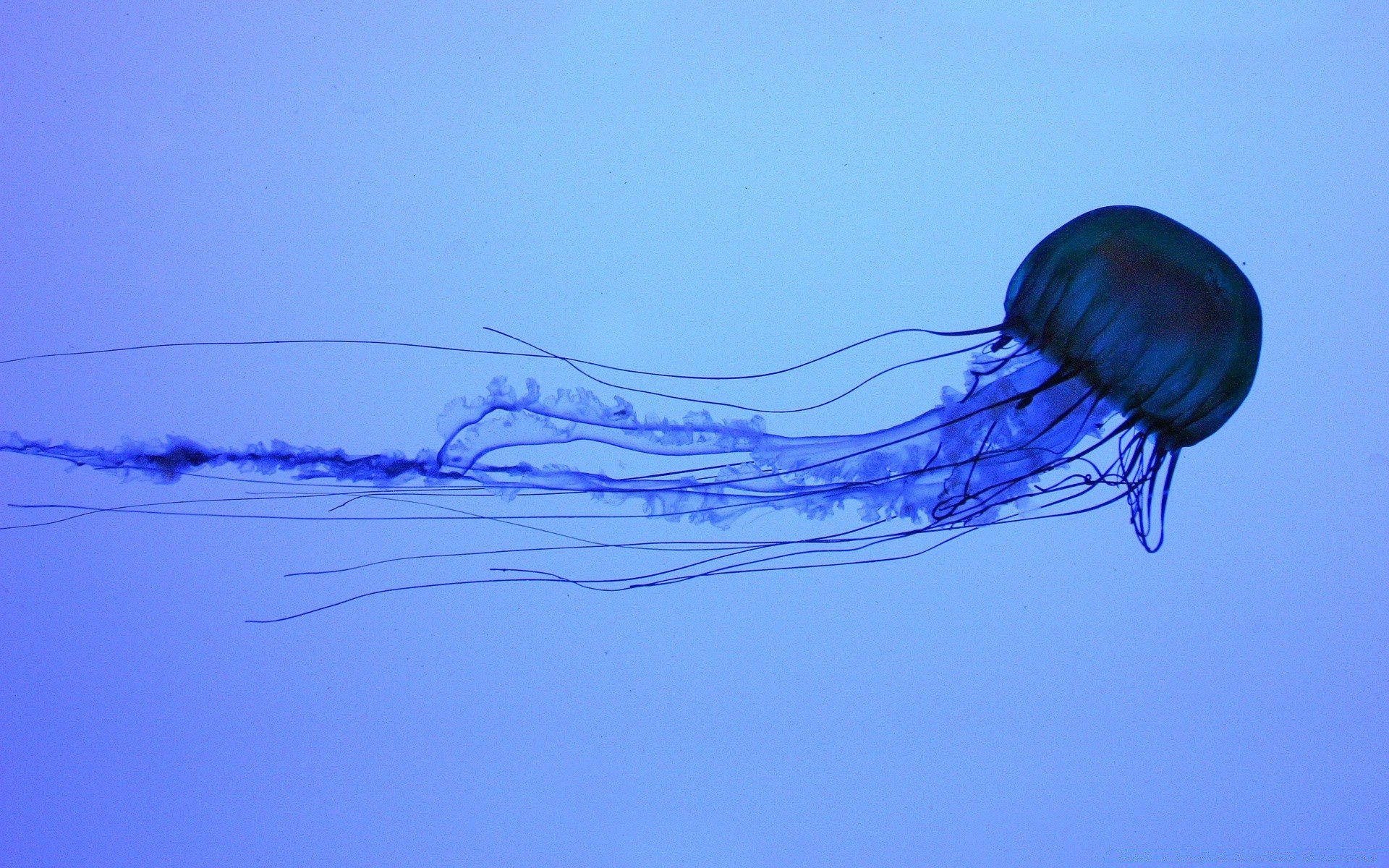 amphibians motion underwater water nature air danger jellyfish invertebrate