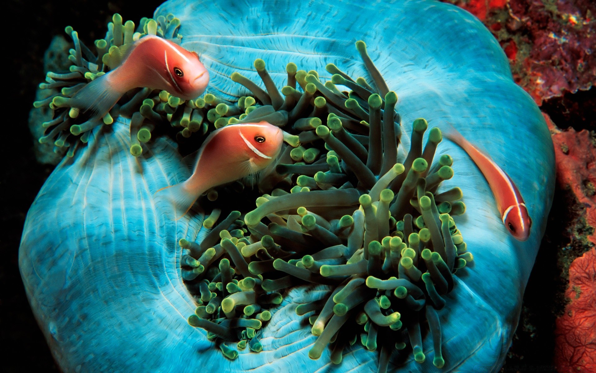 amphibians underwater fish ocean water sea swimming invertebrate aquarium coral reef tropical diving