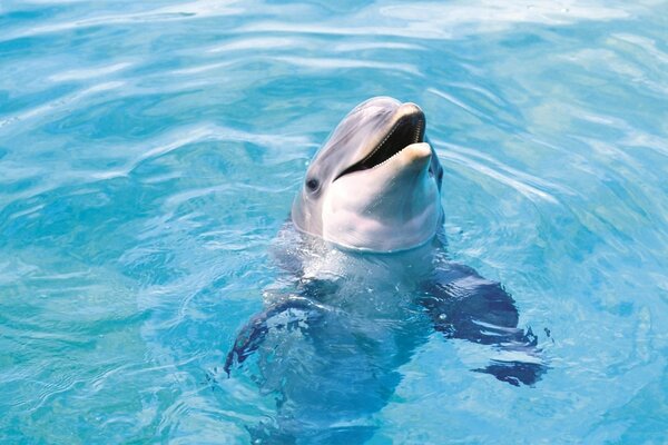 Dolphin swims in clear water
