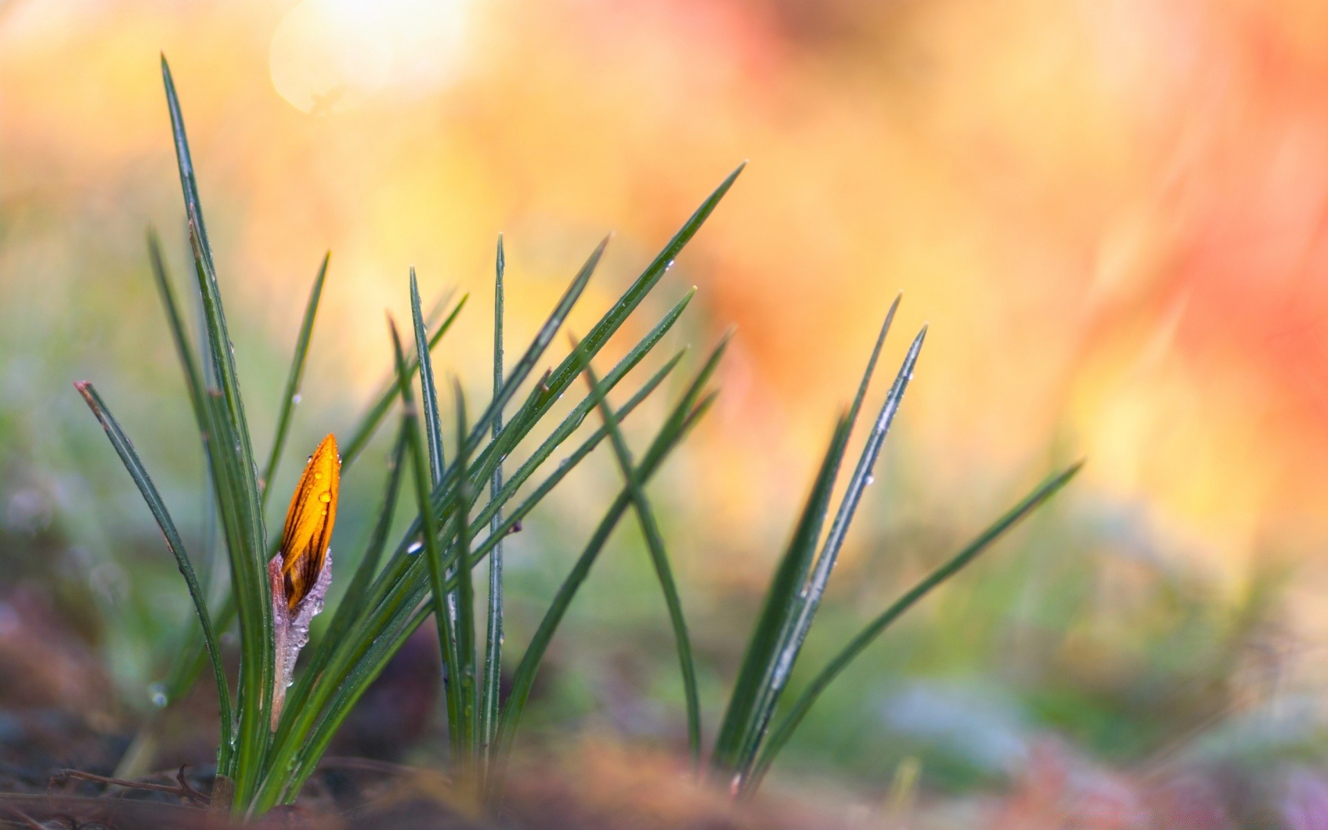 macro nature grass leaf outdoors summer blur flora flower growth fair weather garden bright field sun