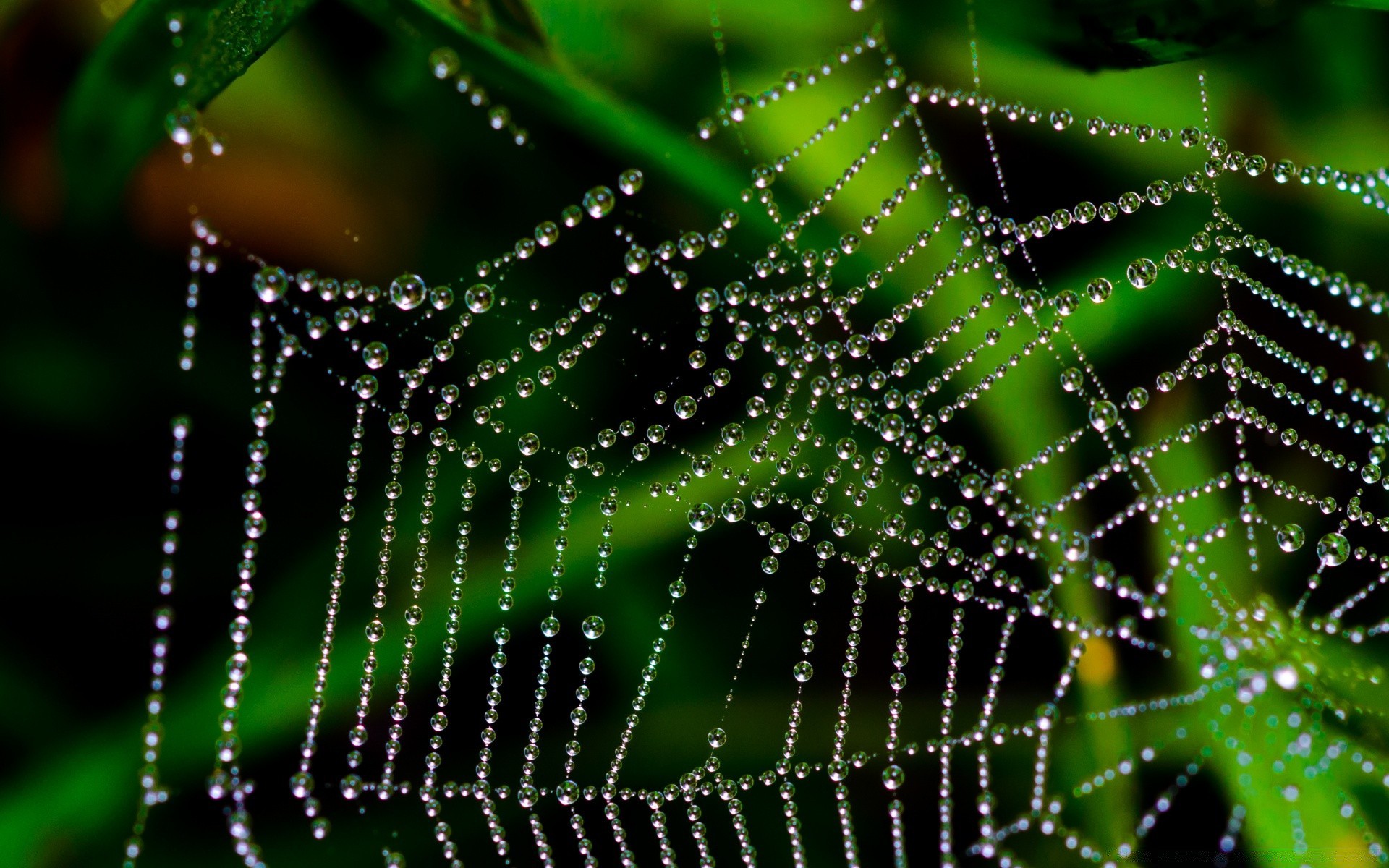 macro spider spiderweb trap cobweb dew web arachnid nature intricacy connection rain network insect drop pattern creepy abstract thread