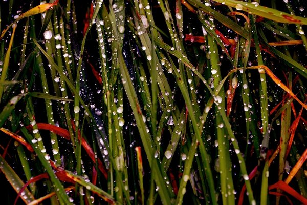 Macro photography on the theme of rain