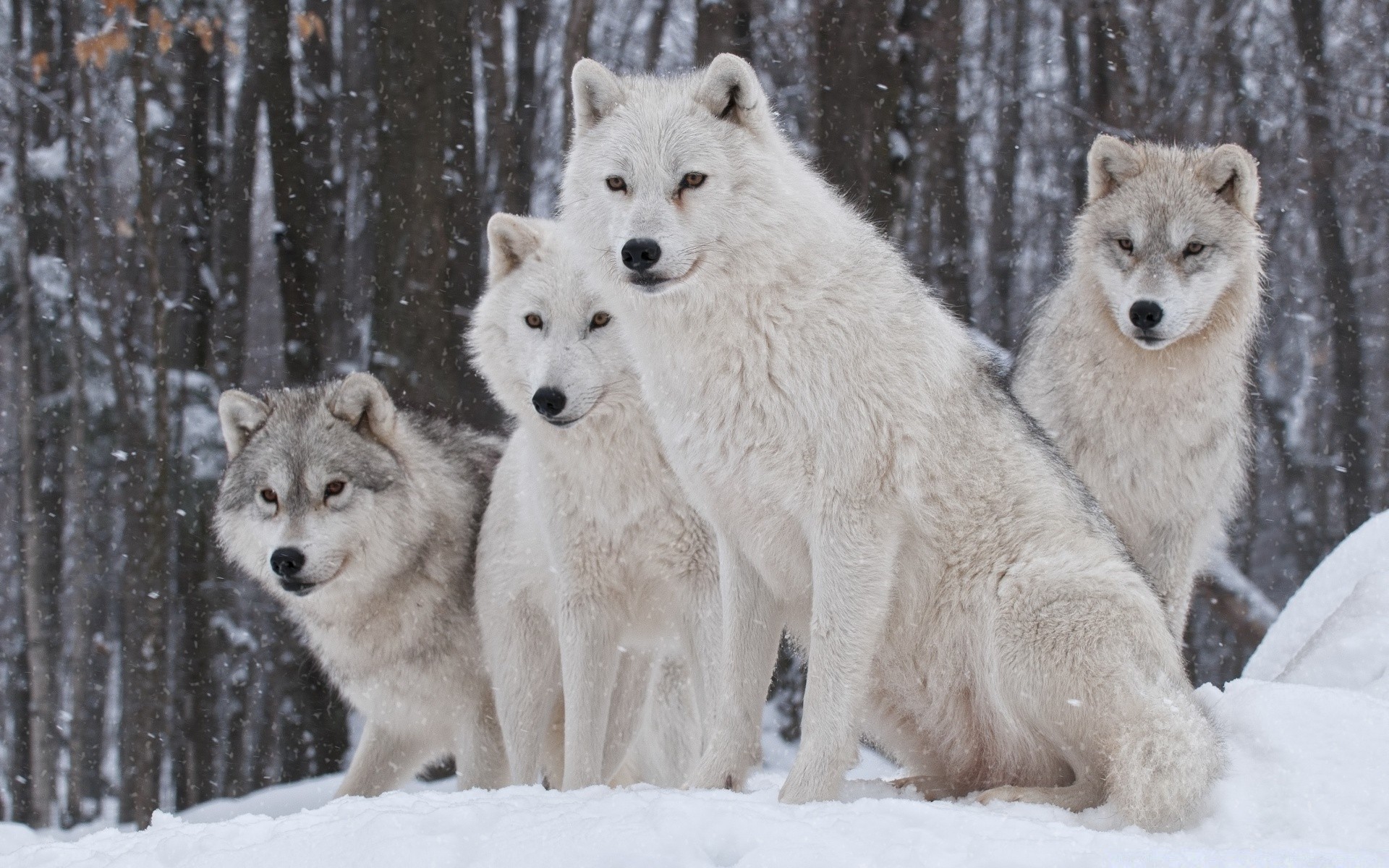 animals snow frosty winter wolf polar mammal cold nature canine sledge wildlife wild dog wood