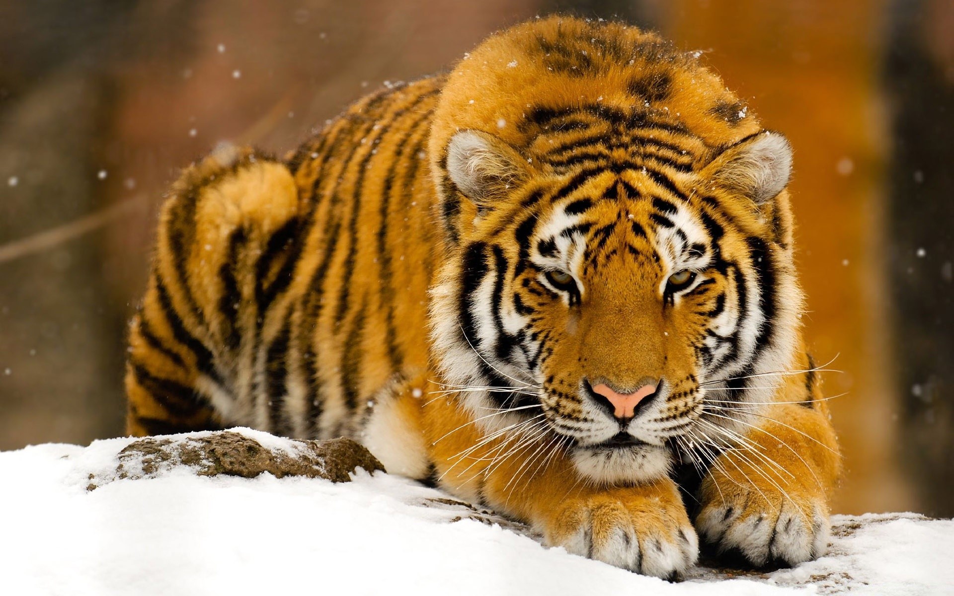 animals wildlife cat animal predator mammal tiger nature zoo hunter wild carnivore