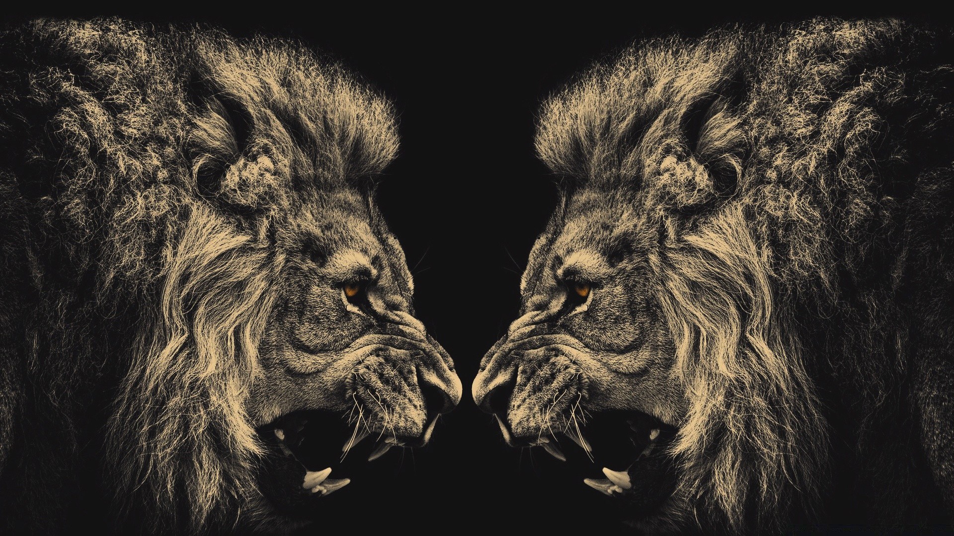 animals mammal lion portrait animal wildlife cat monochrome danger canine fur zoo dog wild