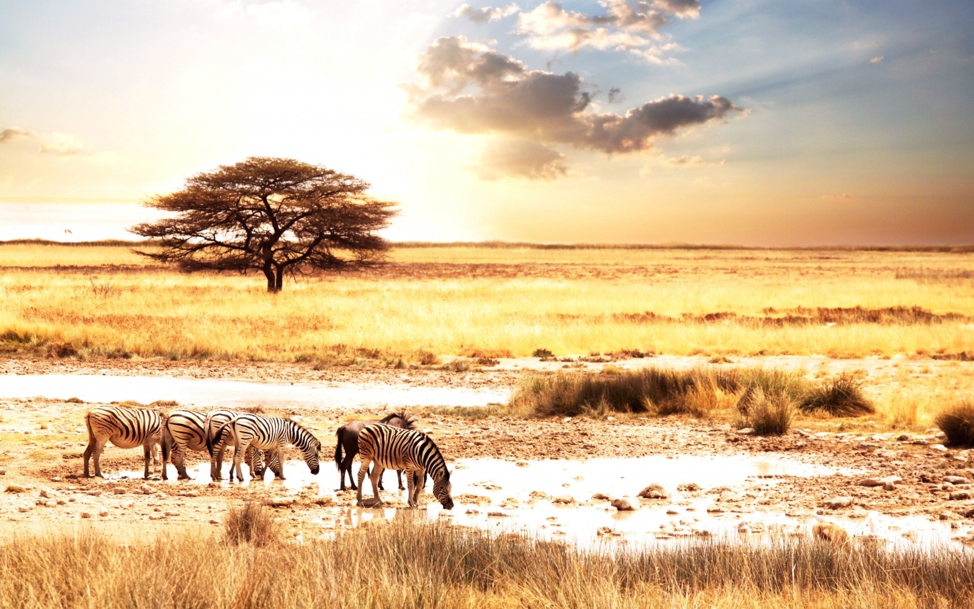 animals mammal nature landscape safari sunset outdoors wildlife savanna sky wild travel grass