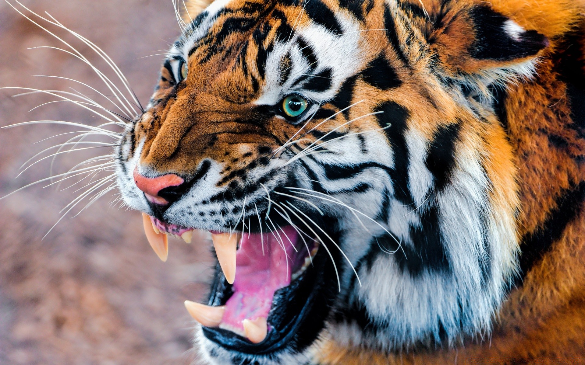 animals tiger wildlife cat zoo animal mammal predator safari stripe wild carnivore hunter aggression fur jungle angry hunt staring nature big