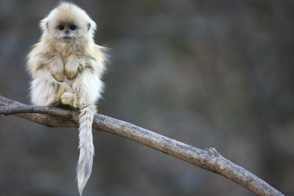 A monkey is sitting on a tall tree