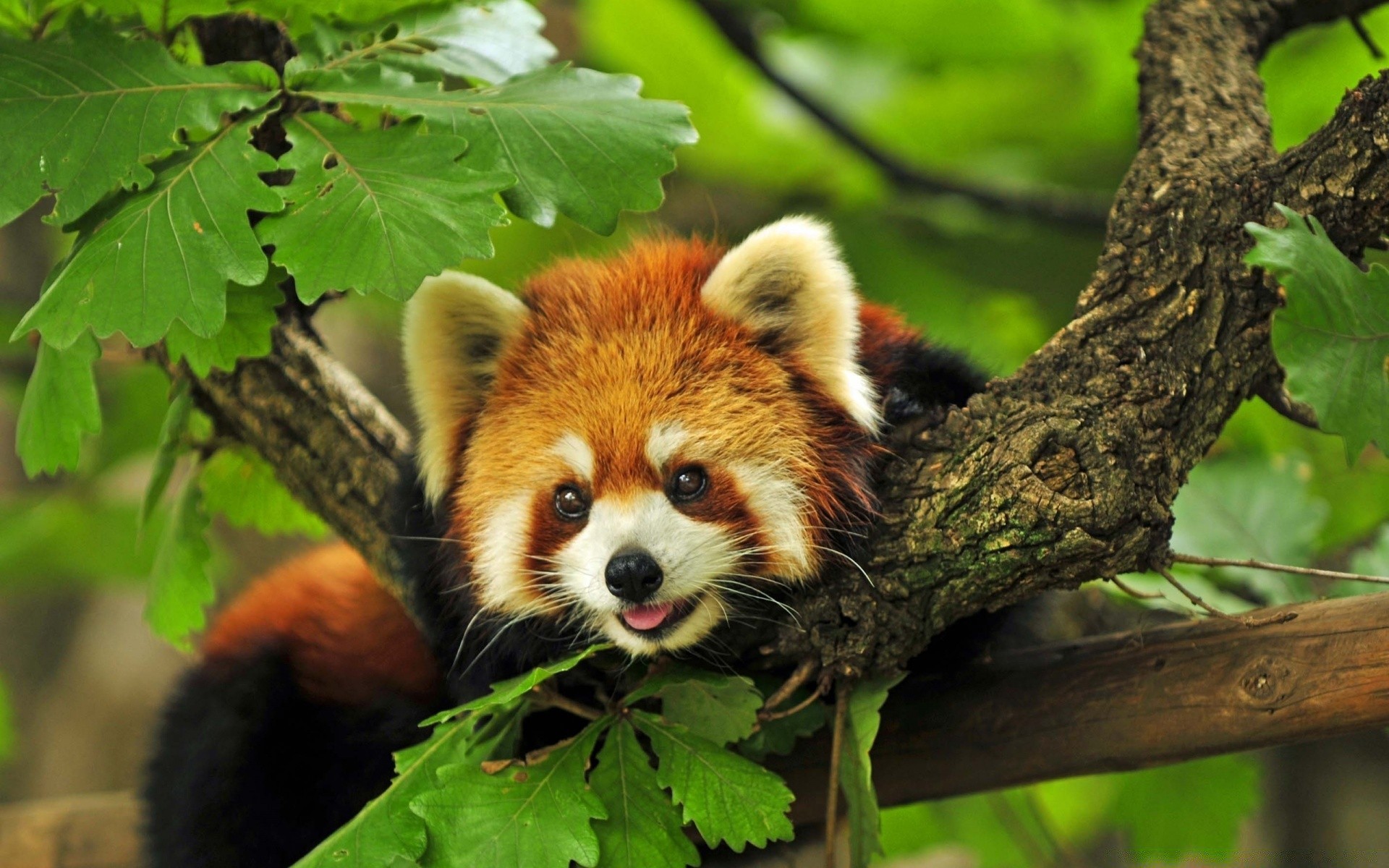animals nature wildlife mammal animal wild cute tree wood young