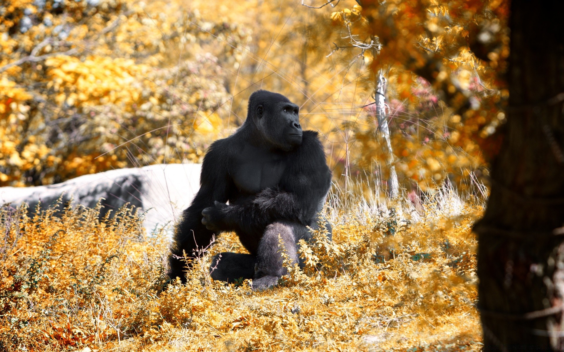 animals mammal wood park outdoors wildlife nature animal