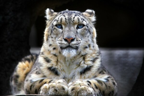 A big cat in its natural habitat