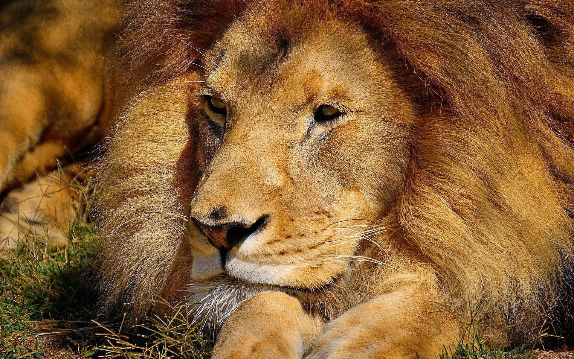 animals mammal wildlife cat animal fur lion wild safari predator nature portrait big zoo carnivore hunter grass