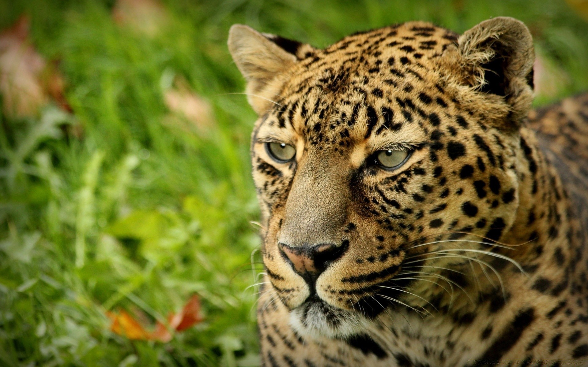 animals wildlife cat predator leopard mammal carnivore animal wild hunter nature zoo fur safari eye big jungle
