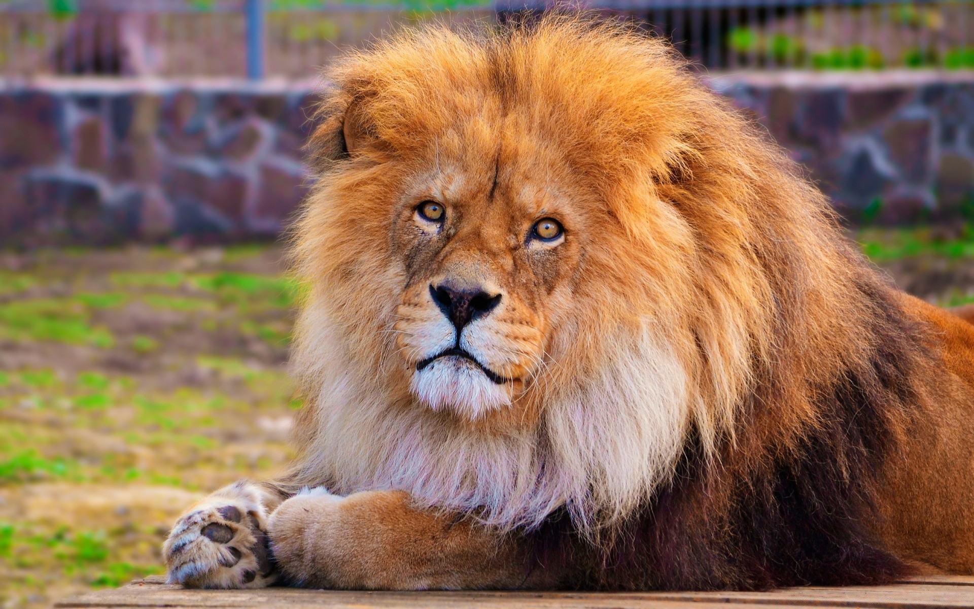 animals mammal wildlife cat fur animal portrait lion predator wild zoo big nature carnivore