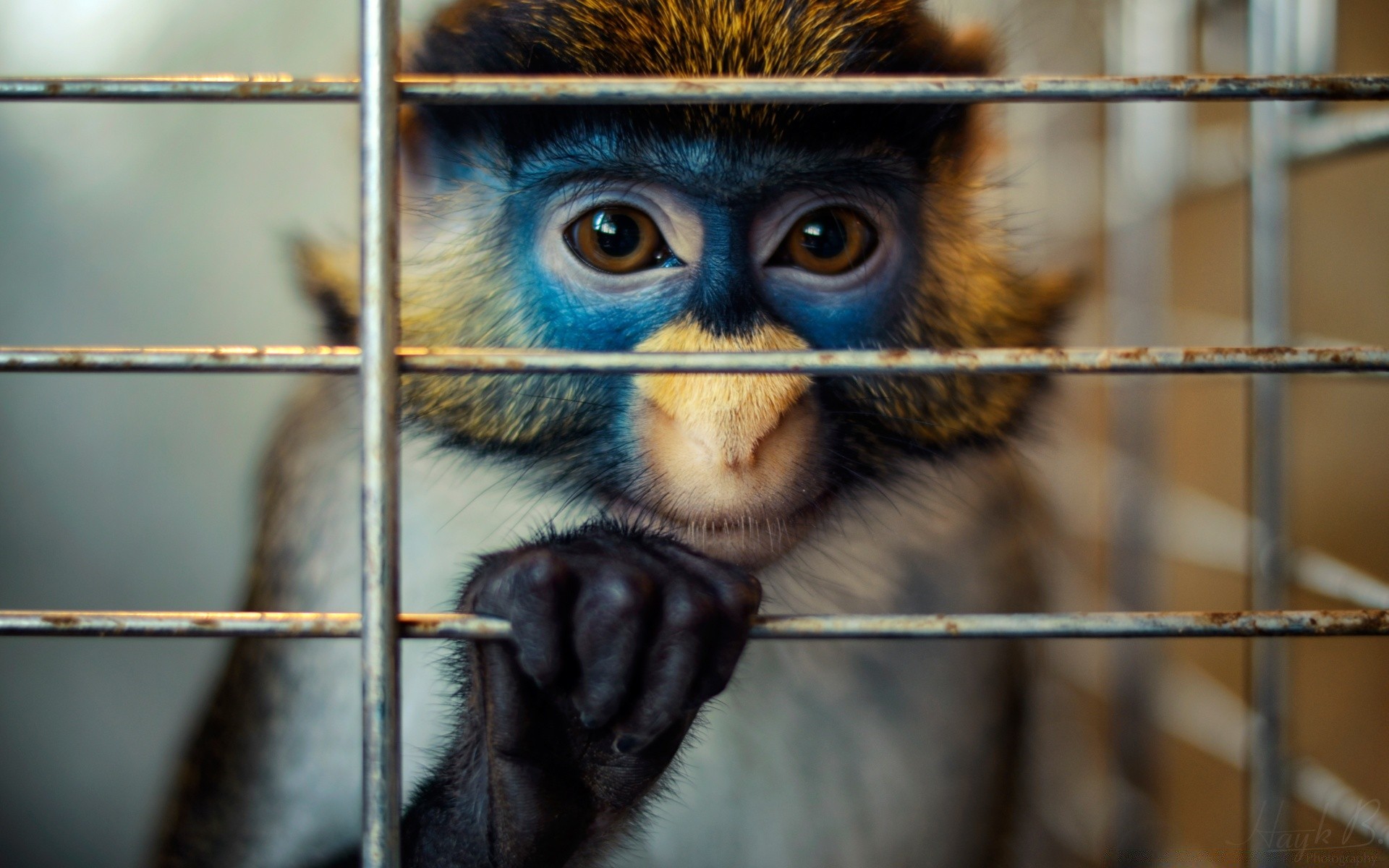 animals mammal monkey wildlife portrait animal primate cage cute nature zoo funny wild eye looking face one