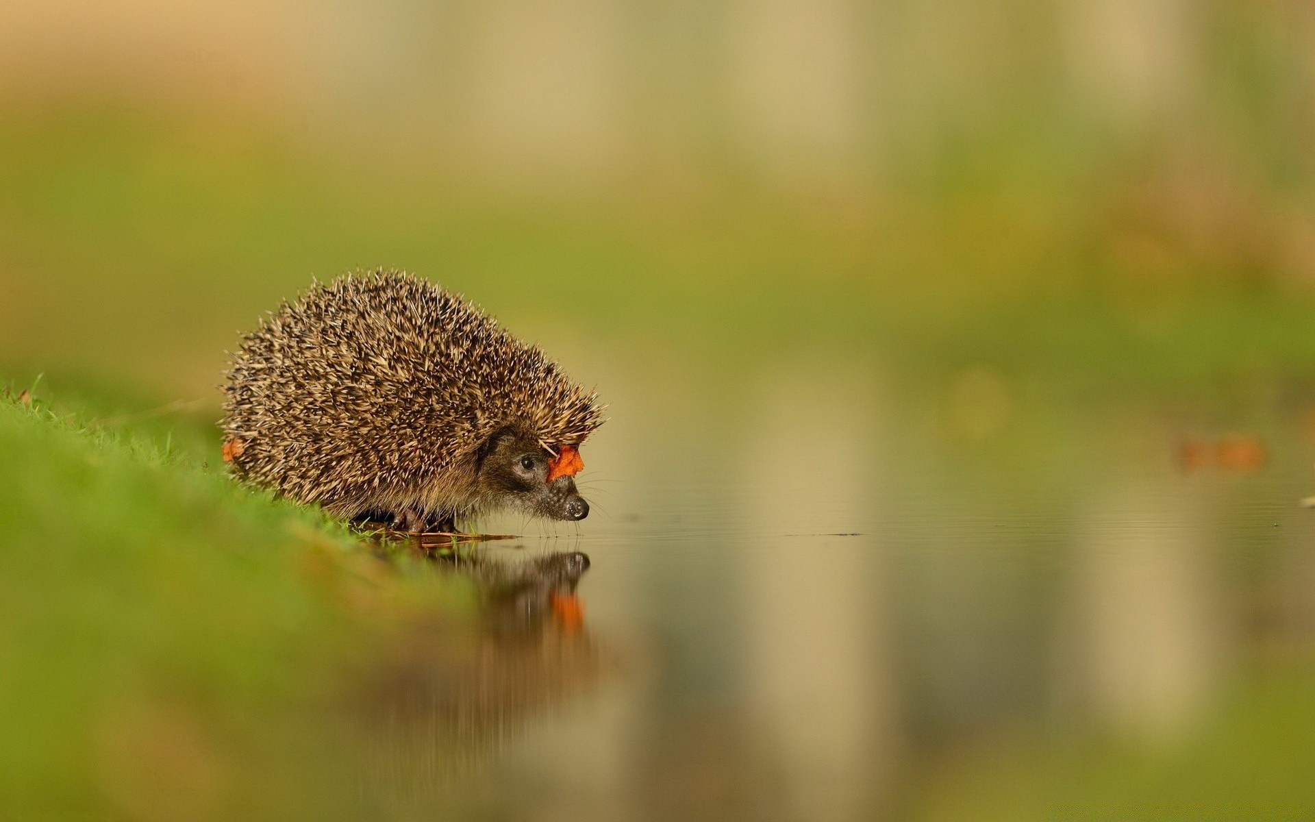 animals wildlife nature blur outdoors grass little wild animal insect