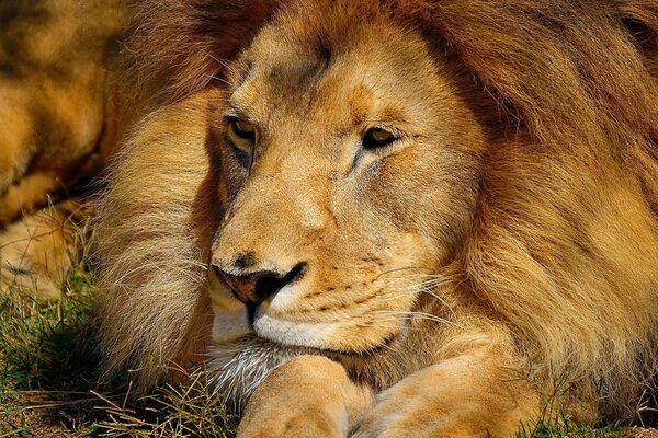 A big lion is resting in the wild