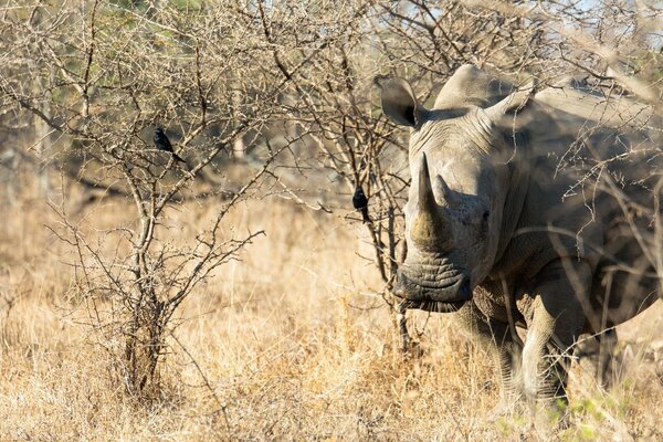 Safari Park, rhinoceros in the wild