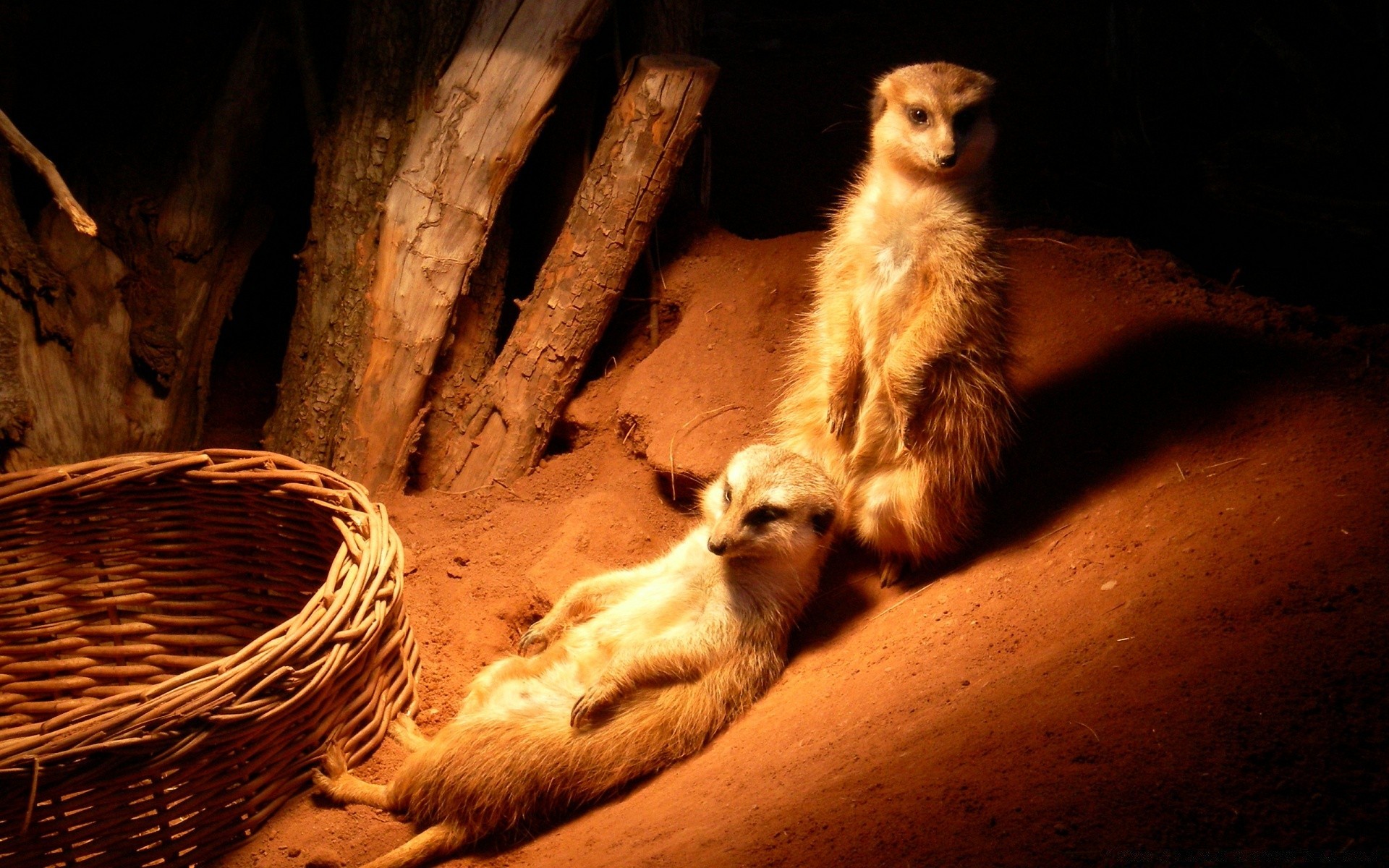 animals mammal wildlife one dog zoo cat tunnel cute portrait