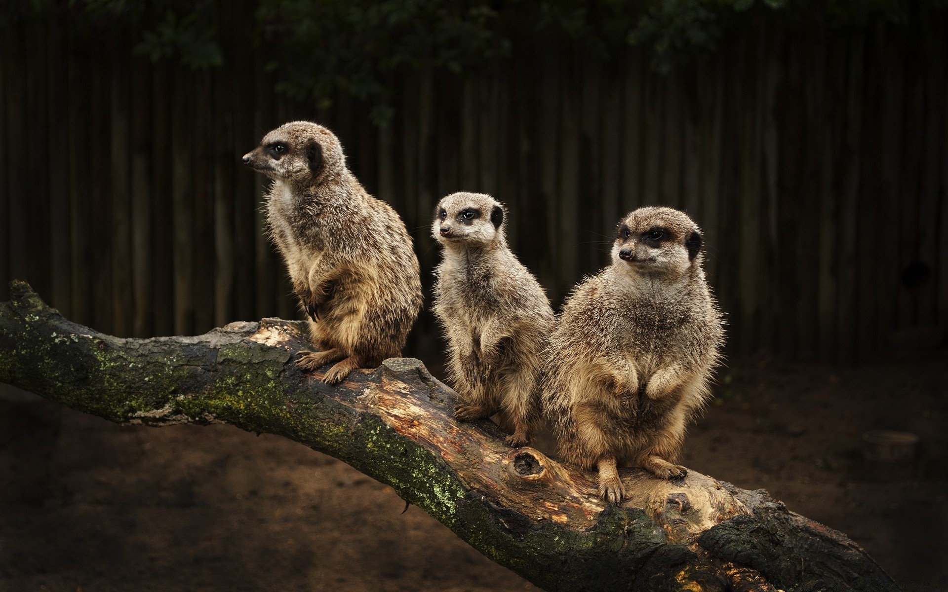 animals mammal wildlife nature zoo wild outdoors daylight cute portrait animal meerkat