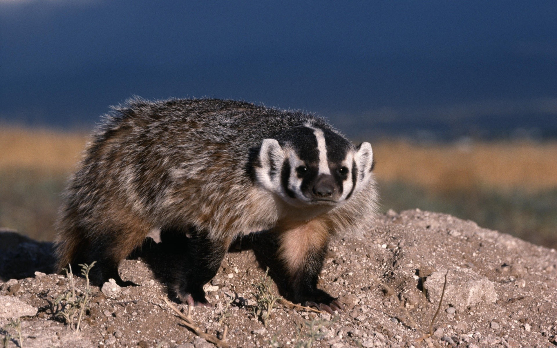 animals wildlife mammal outdoors nature cute animal little wild rodent