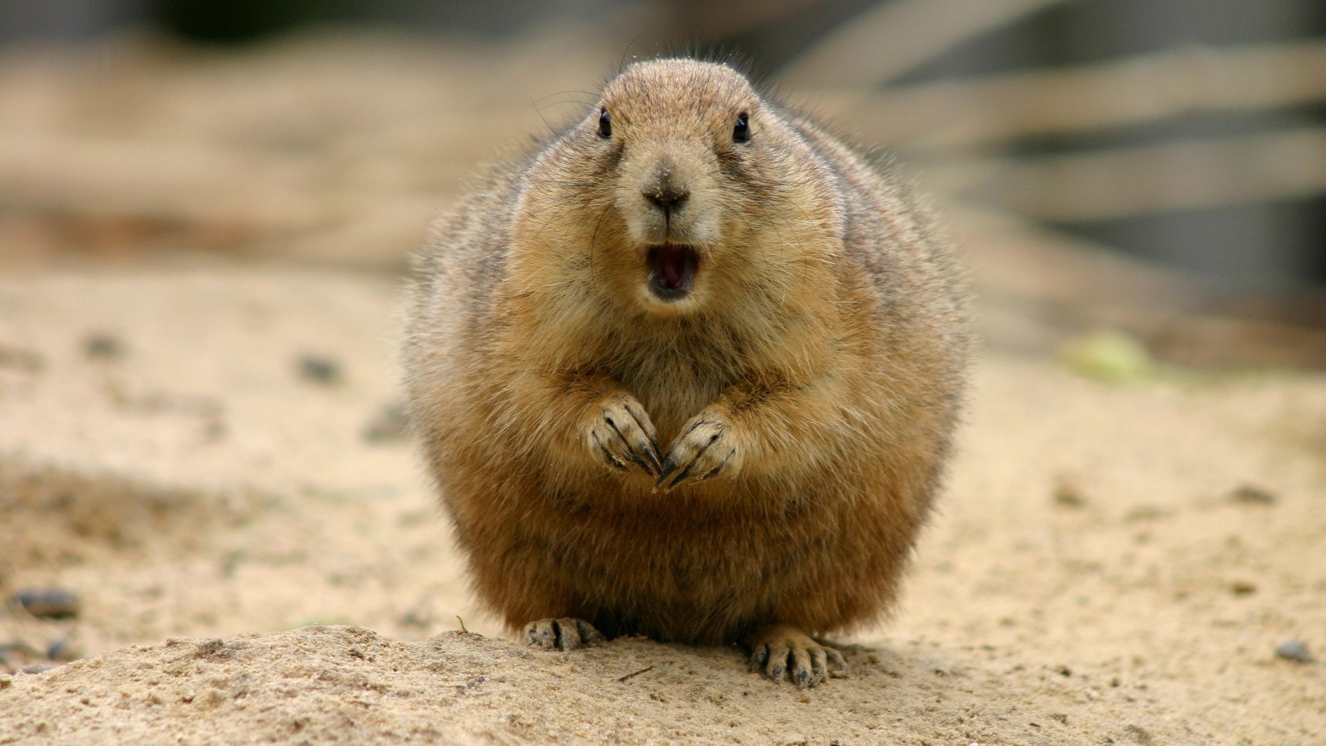 animals mammal rodent wildlife cute nature squirrel fur animal little alert outdoors sit wild ground
