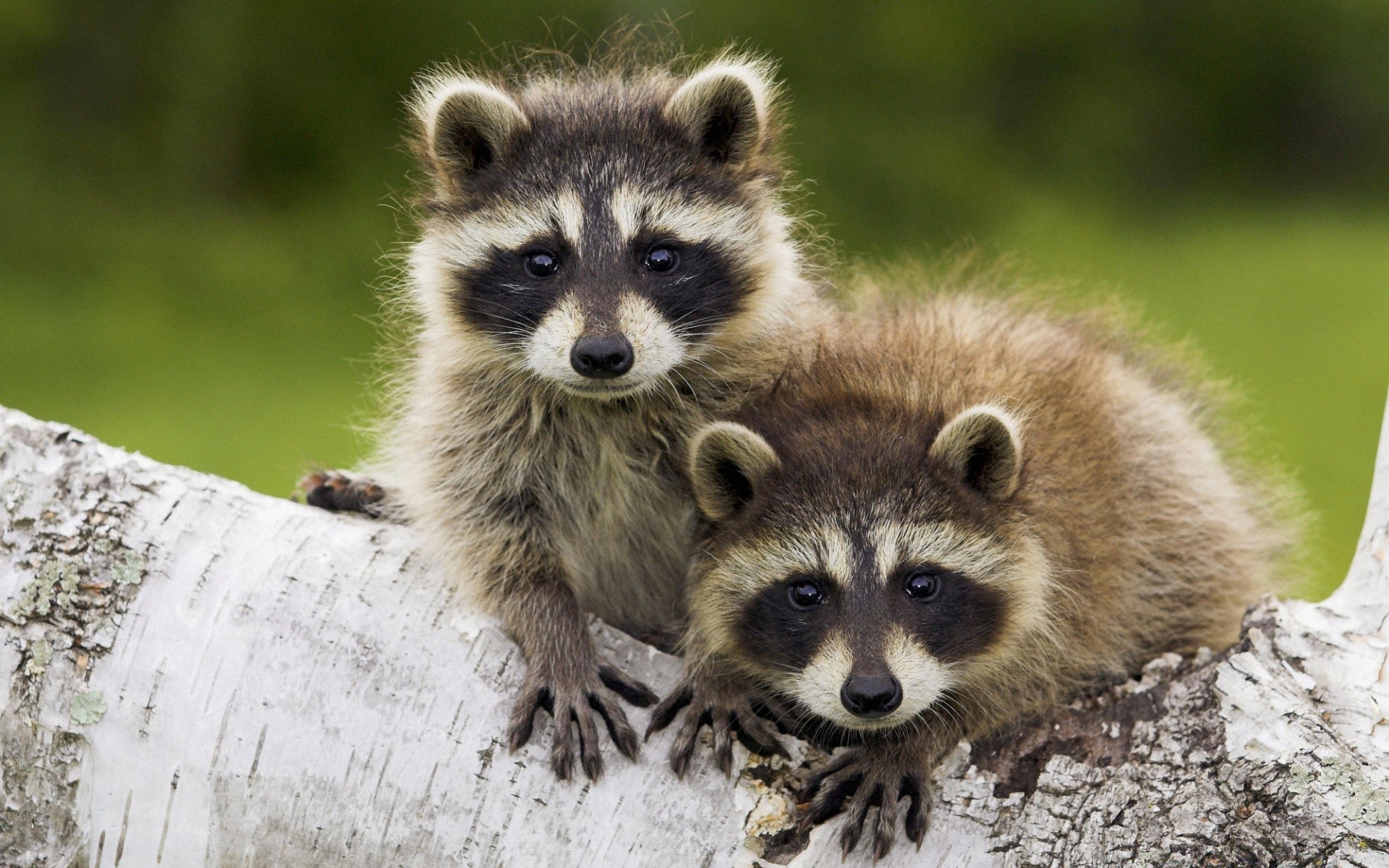 animals mammal wildlife nature animal cute wild little fur portrait grass young outdoors looking zoo