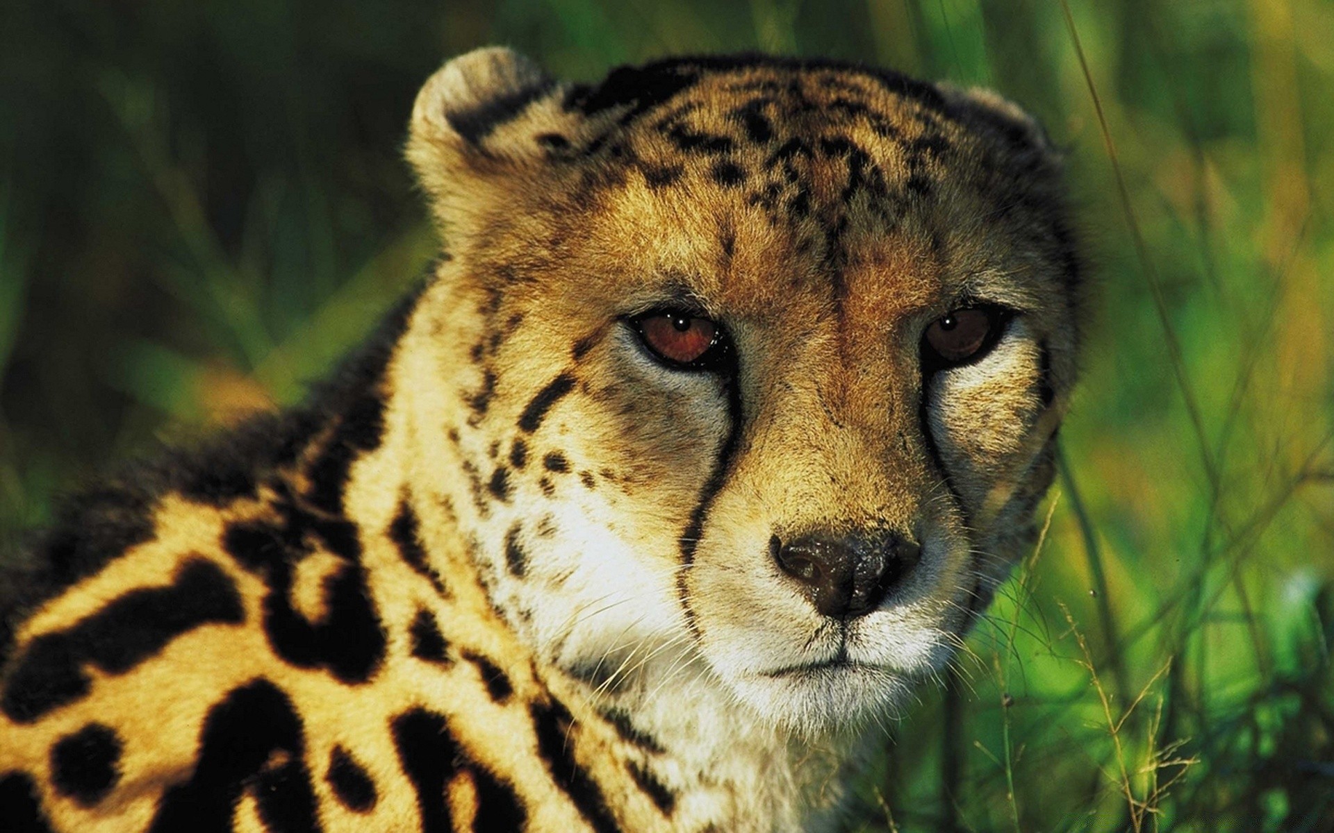animals wildlife mammal cat predator animal carnivore wild zoo fur nature portrait safari hunter cheetah big eye