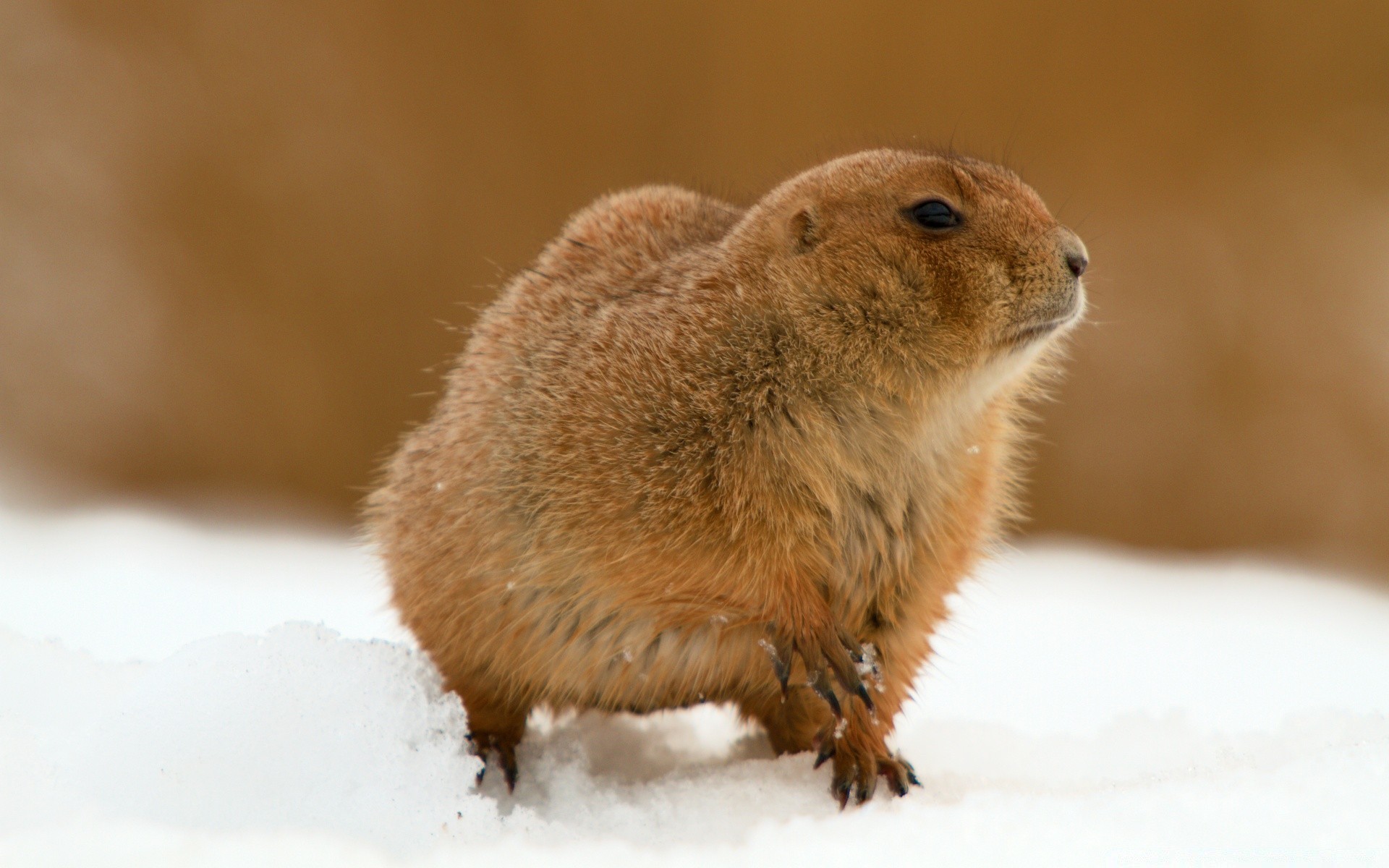 animals mammal wildlife rodent cute nature little snow winter animal