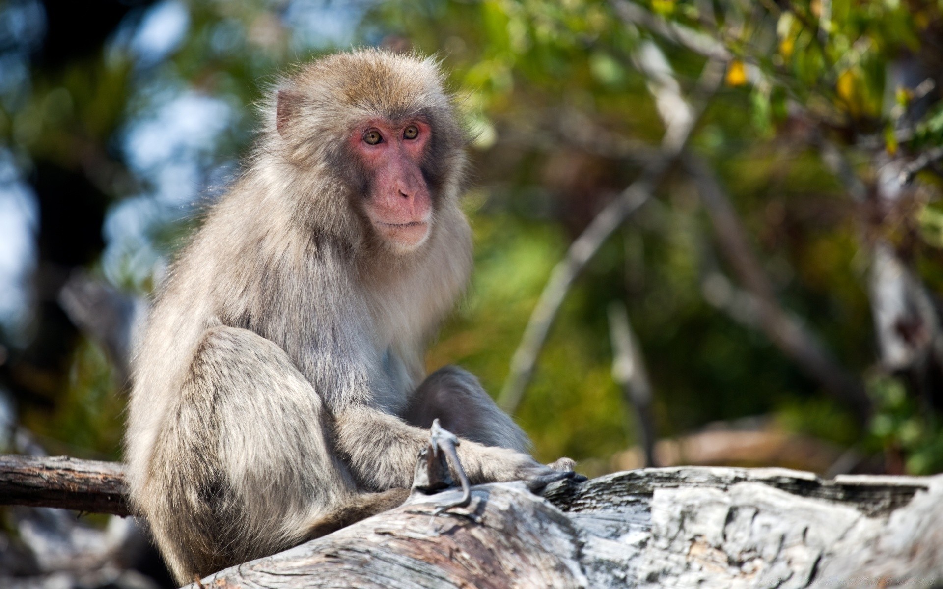 animals monkey primate wildlife mammal nature ape macaque wild wood cute fur sit jungle tree animal portrait endemic zoo outdoors