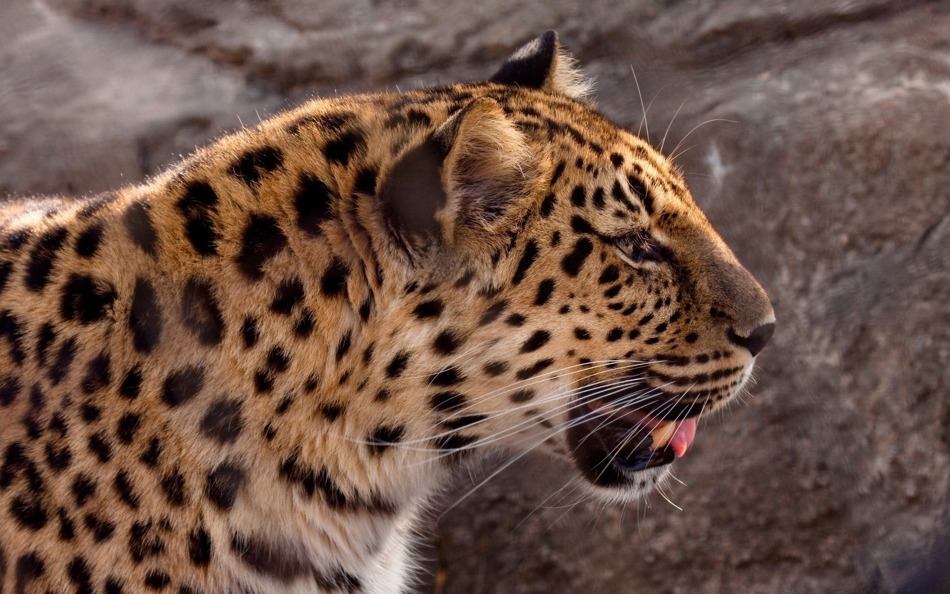animals wildlife cat leopard predator mammal zoo safari nature animal wild fur hunter danger big carnivore