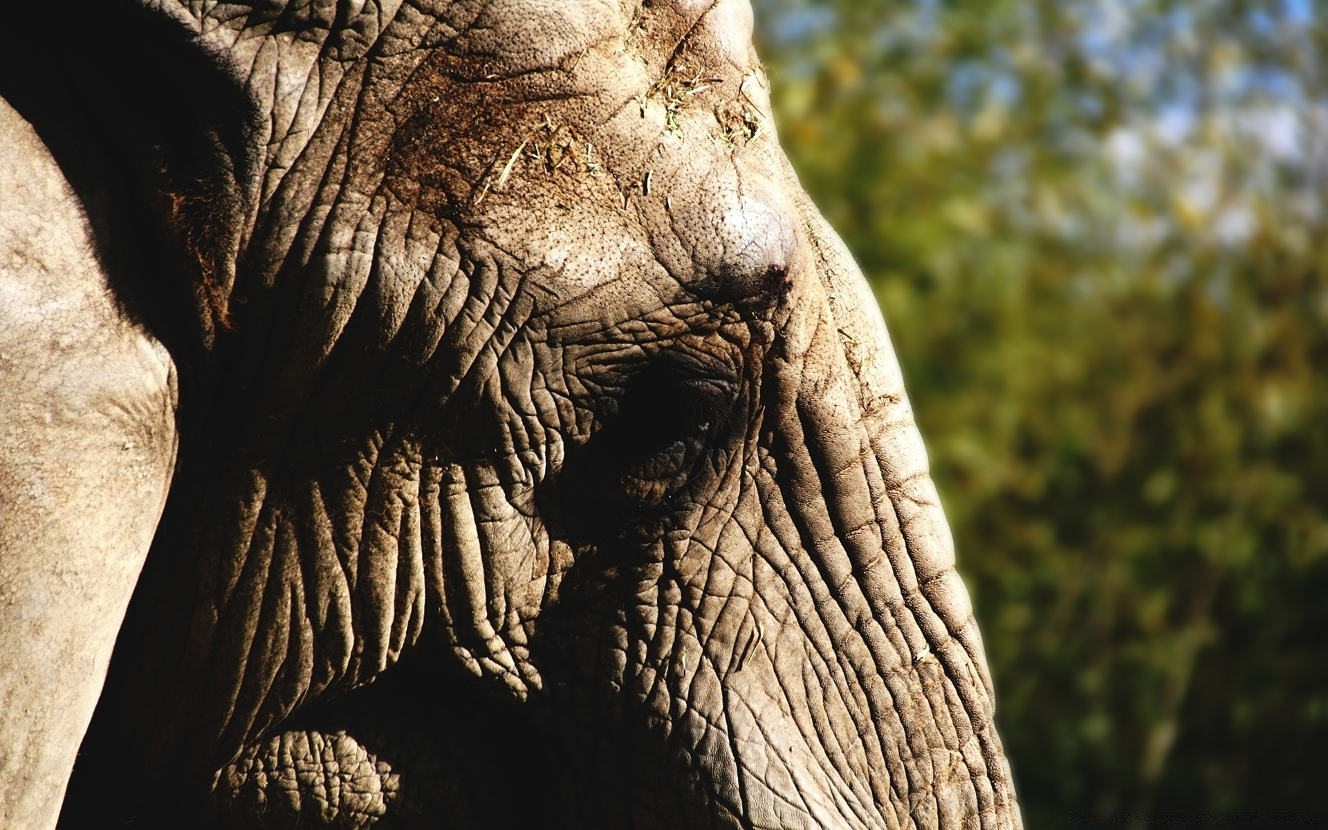 animals nature elephant trunk mammal wildlife one big strong travel