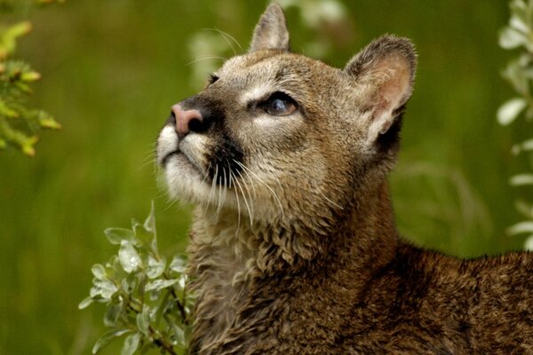 Wild cat close-up