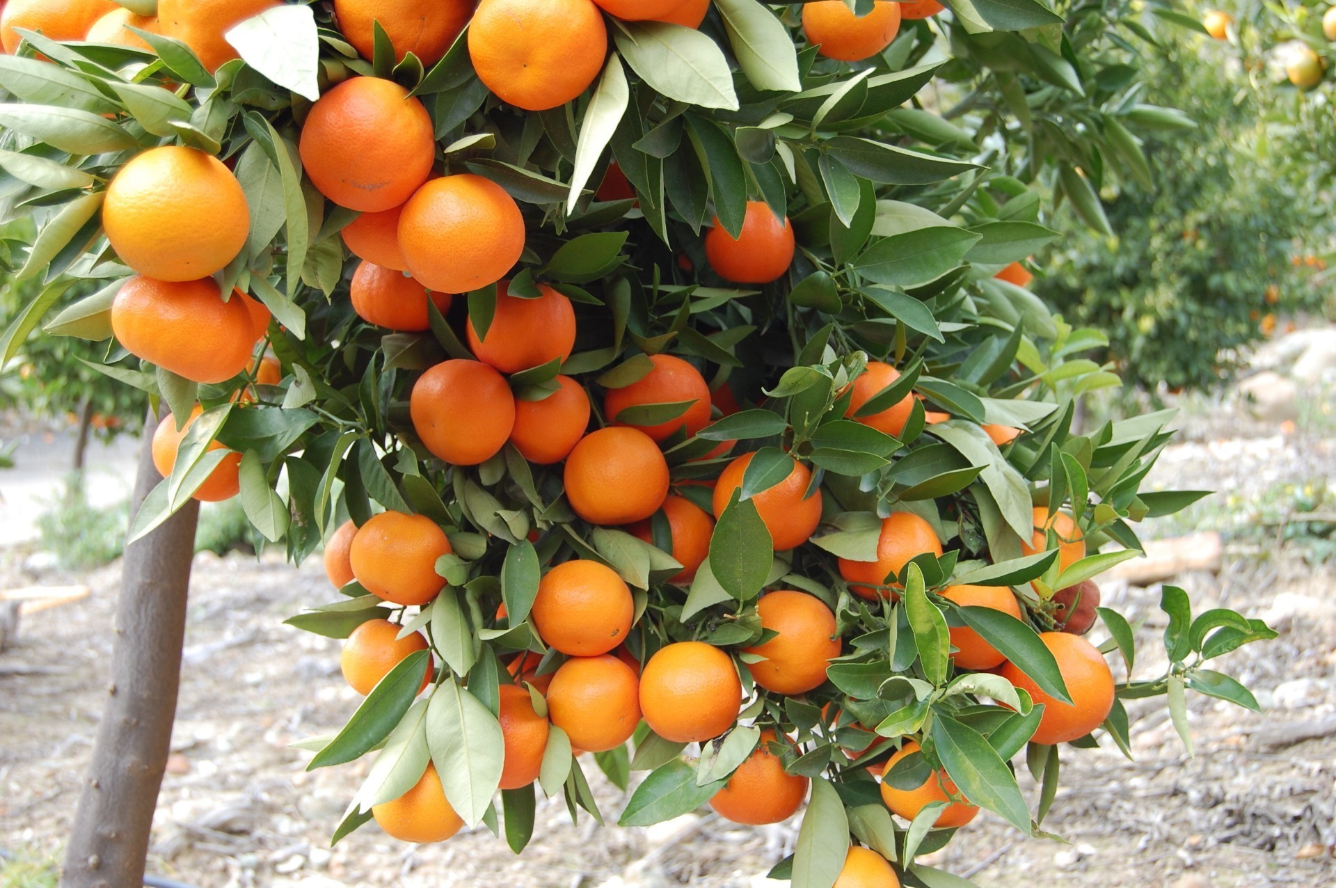 fruit leaf food nature garden juicy pasture agriculture grow health summer healthy flora branch