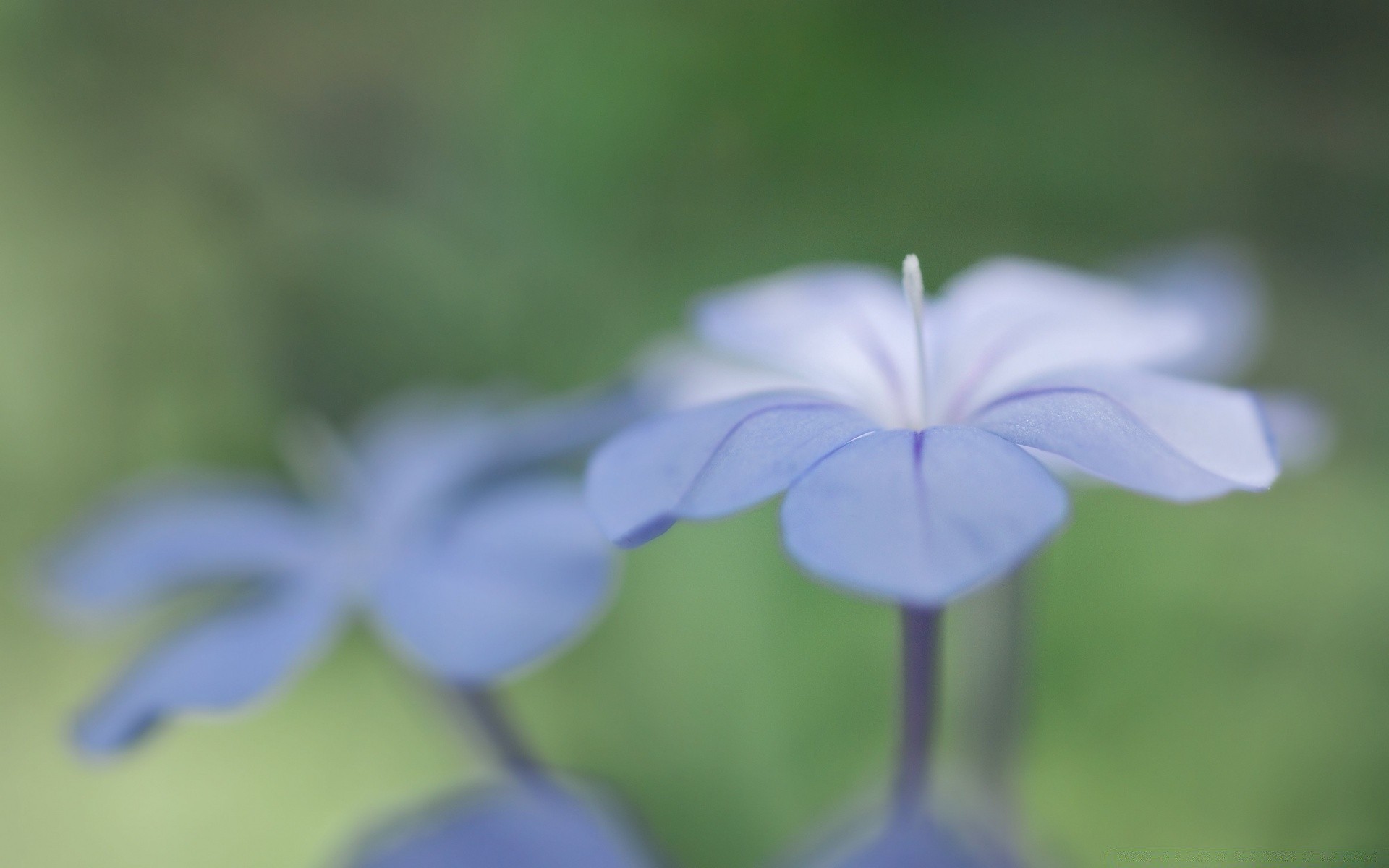macro nature leaf blur flora summer flower growth outdoors bright garden delicate grass
