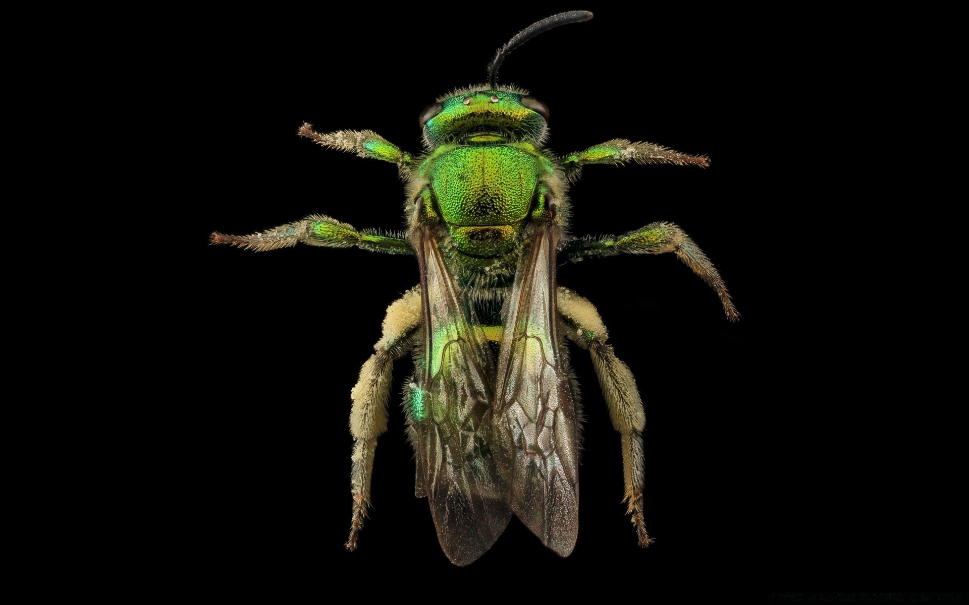 macro insect invertebrate nature wildlife one animal fly biology antenna entomology desktop