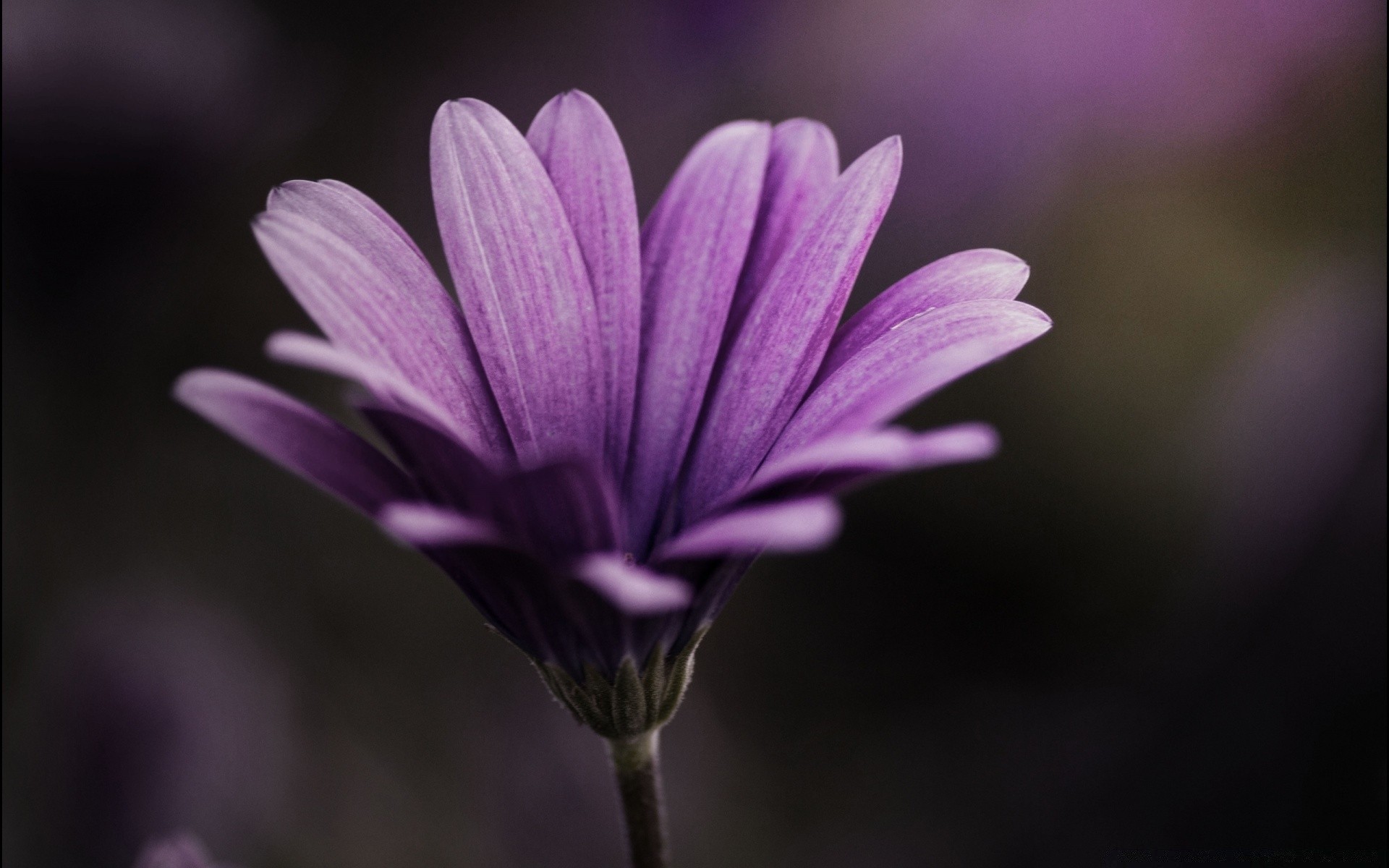 macro nature flower flora garden summer petal blooming leaf bright color floral growth delicate